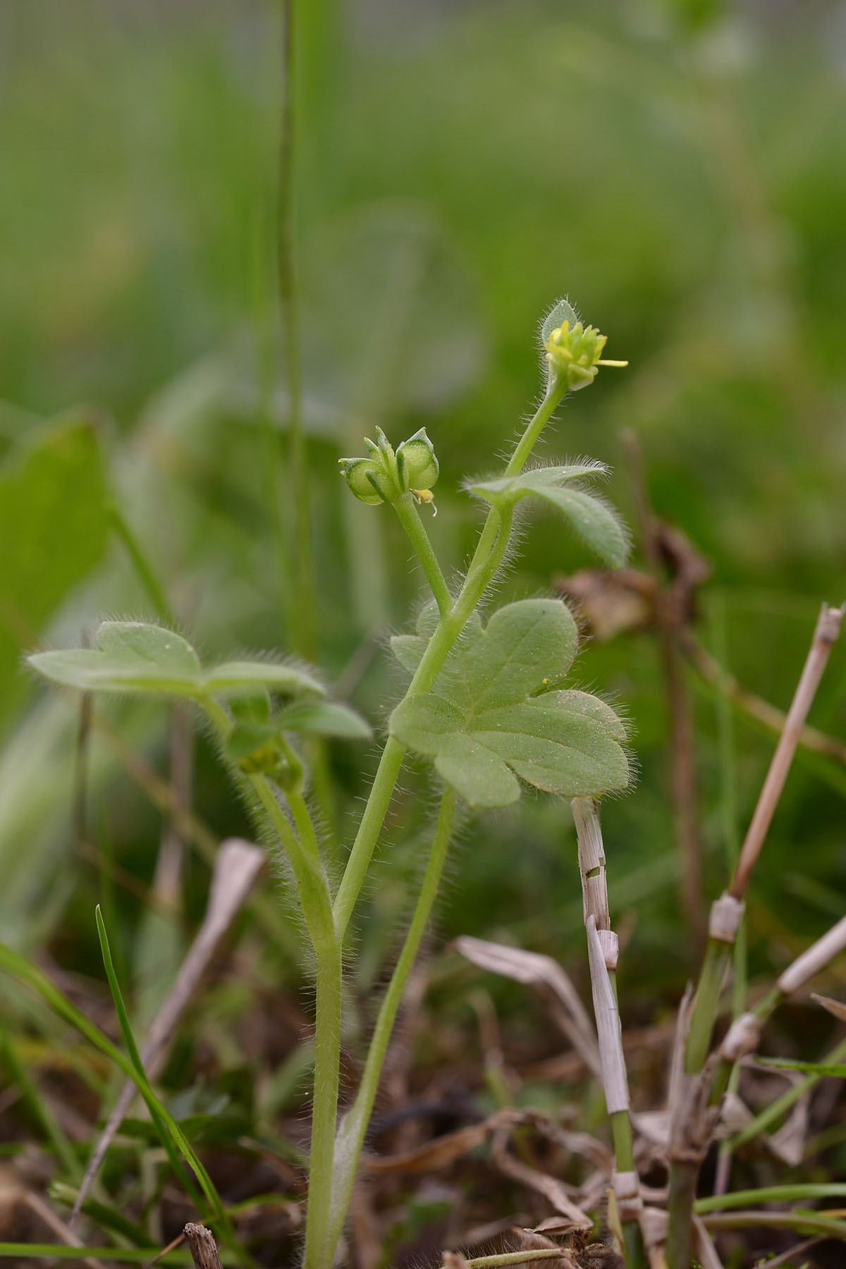 Ranunculus parviflorus / Ranuncolo pargoletto