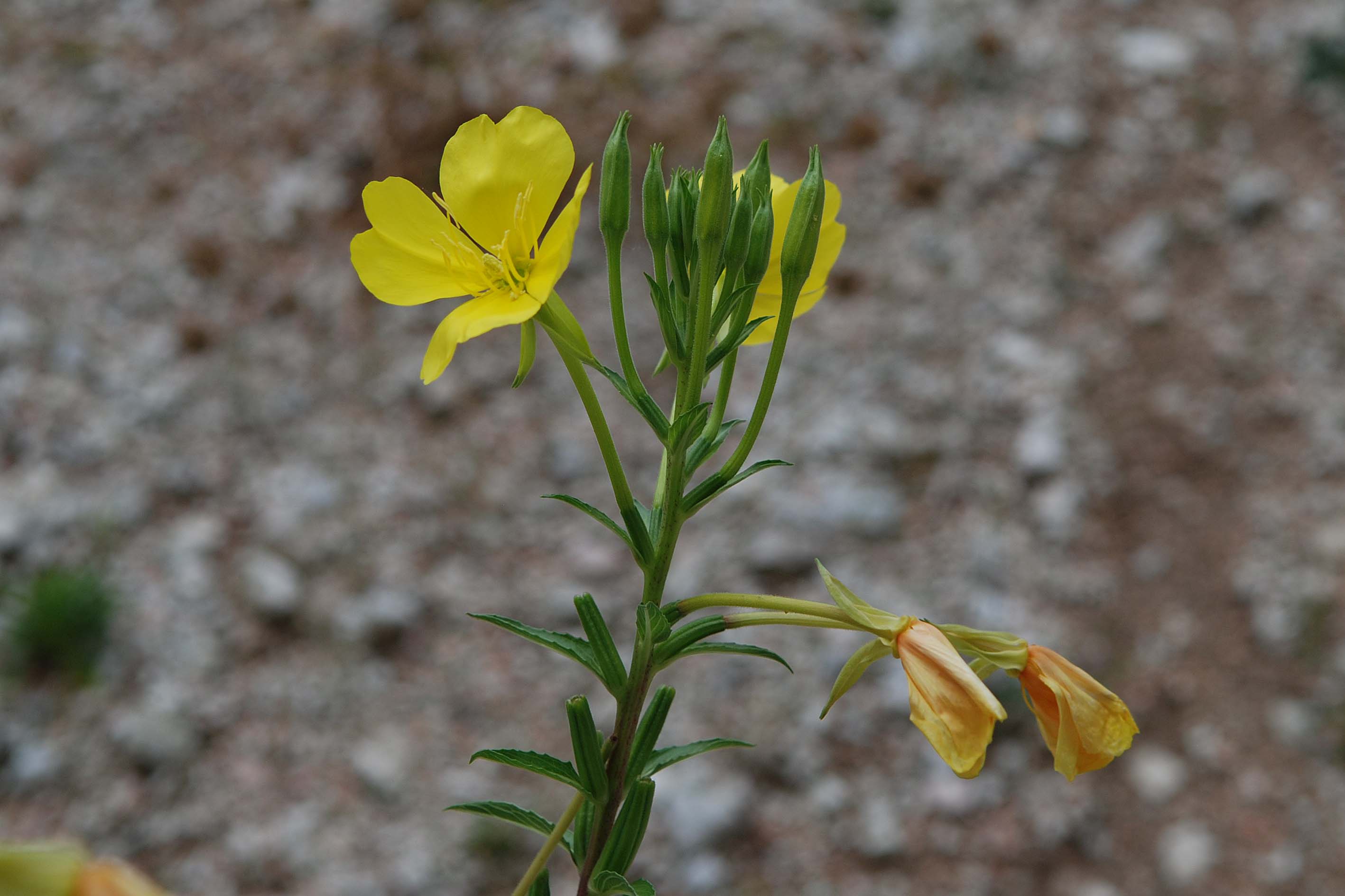 da det - Oenothera sp.