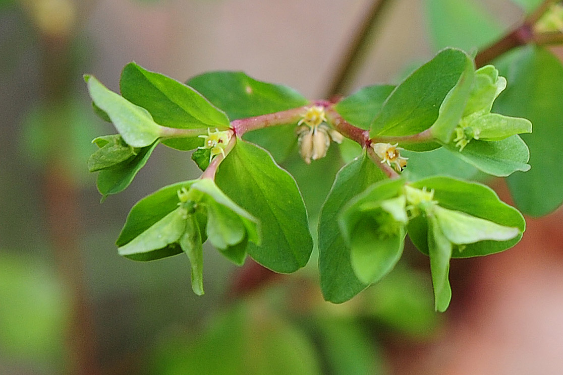 Euphorbia peplus / Euforbia minore