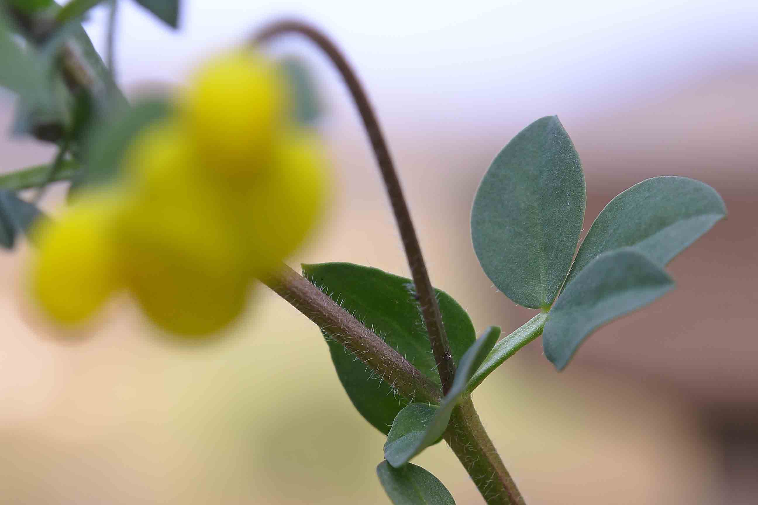 Lotus corniculatus (Fabaceae)