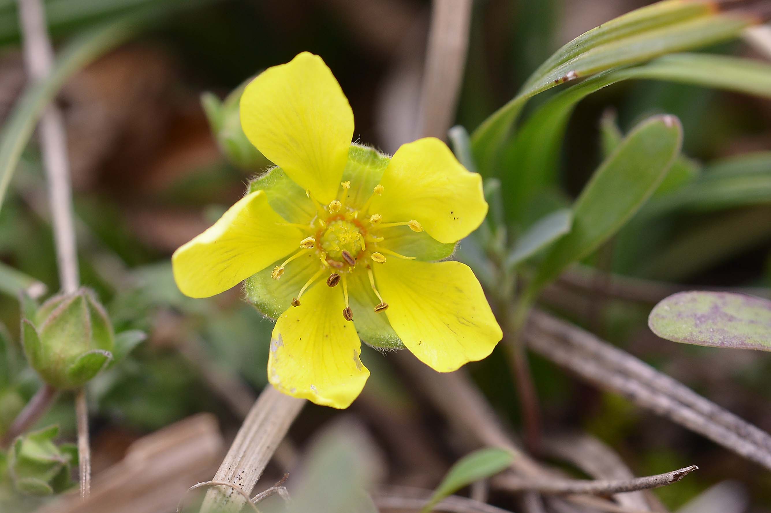 Potentilla incana / Potentilla canuta