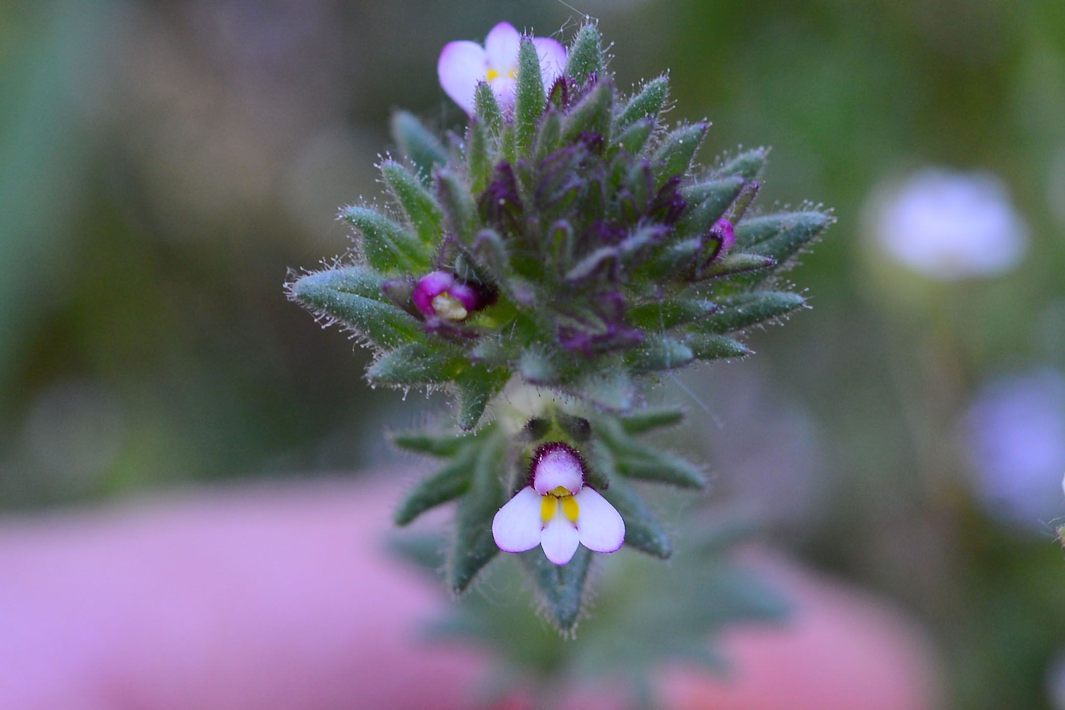 Parentucellia latifolia / Perlina rossiccia