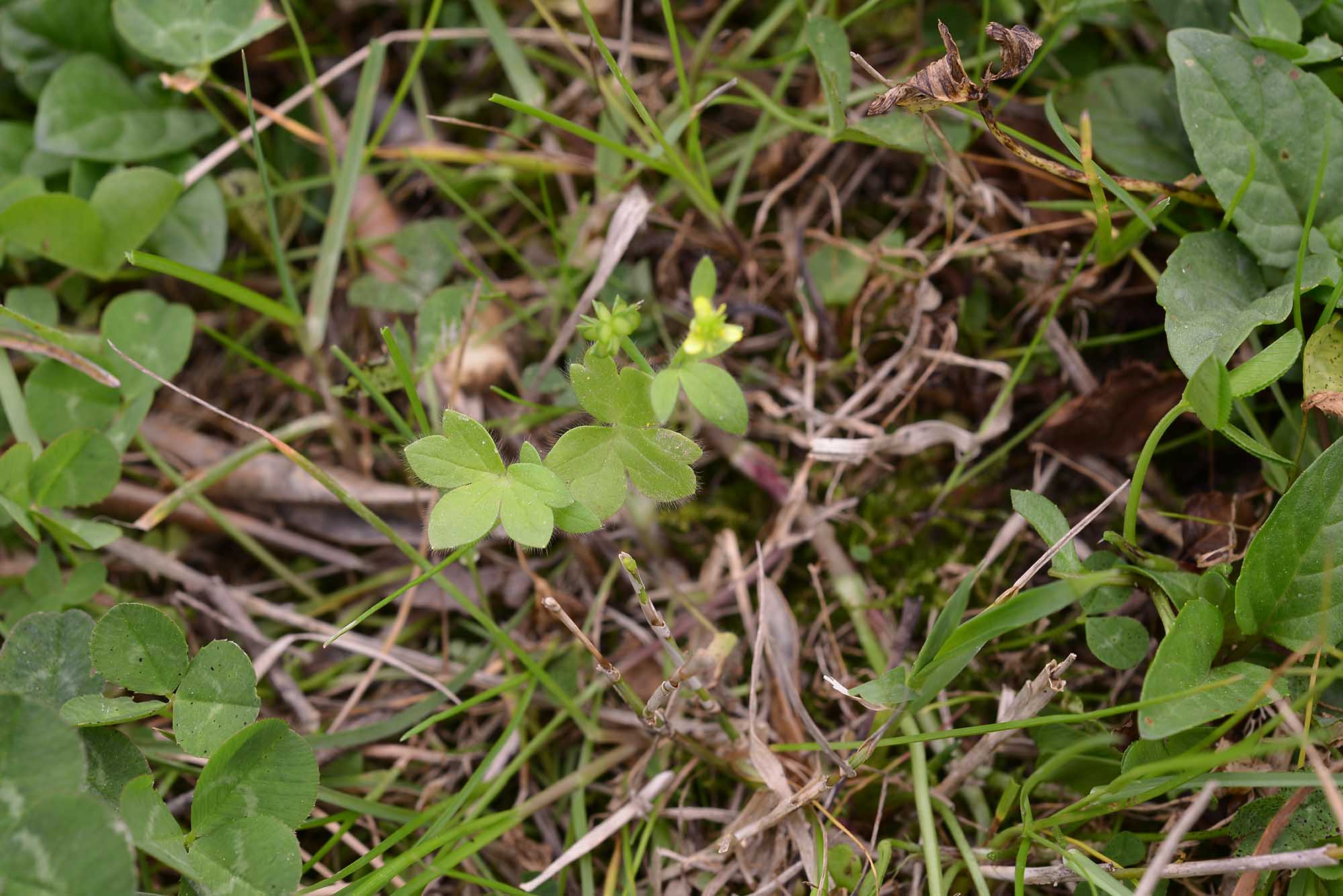 Ranunculus parviflorus / Ranuncolo pargoletto