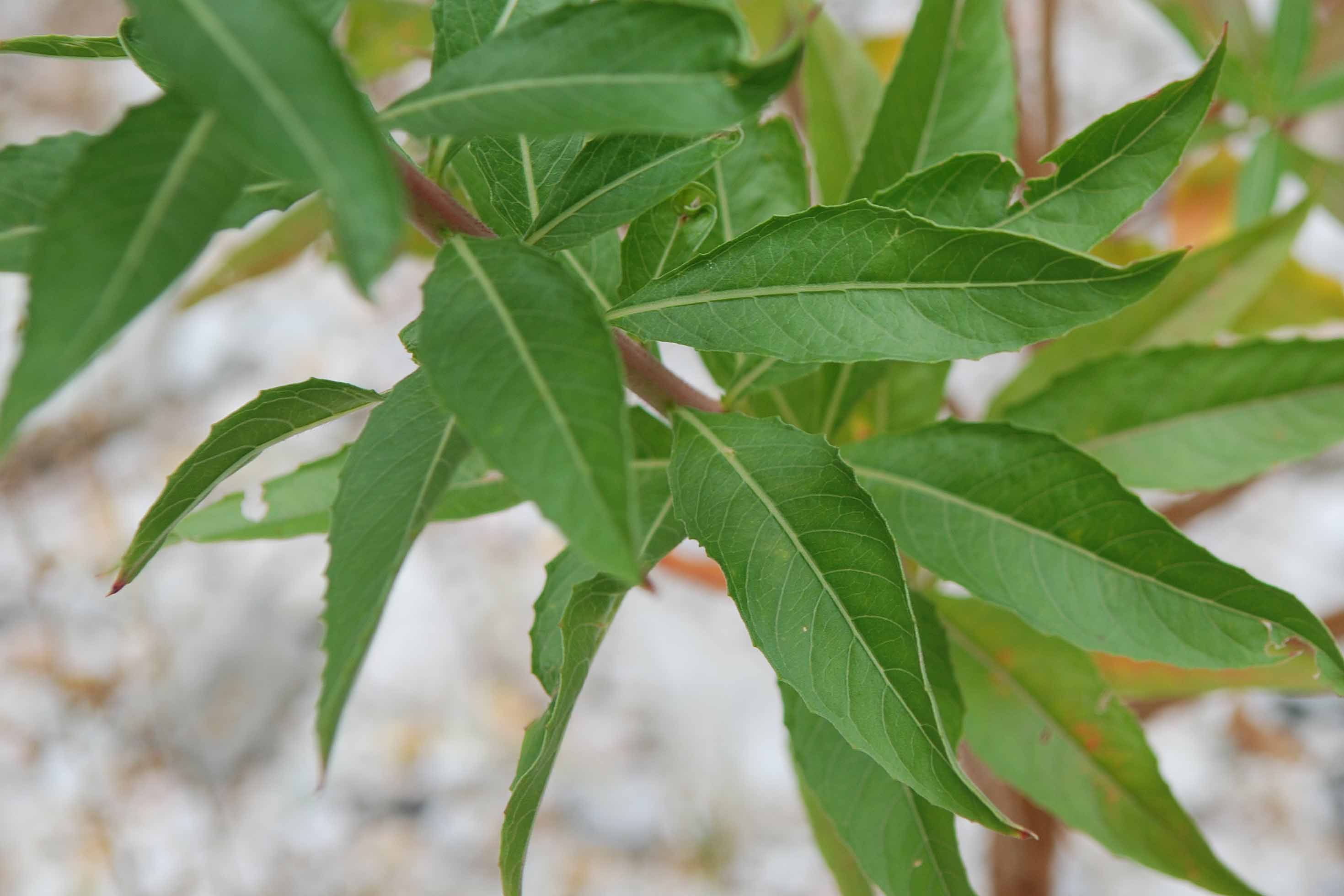 da det - Oenothera sp.