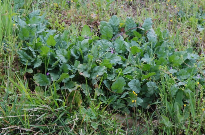 Erodium malacoides