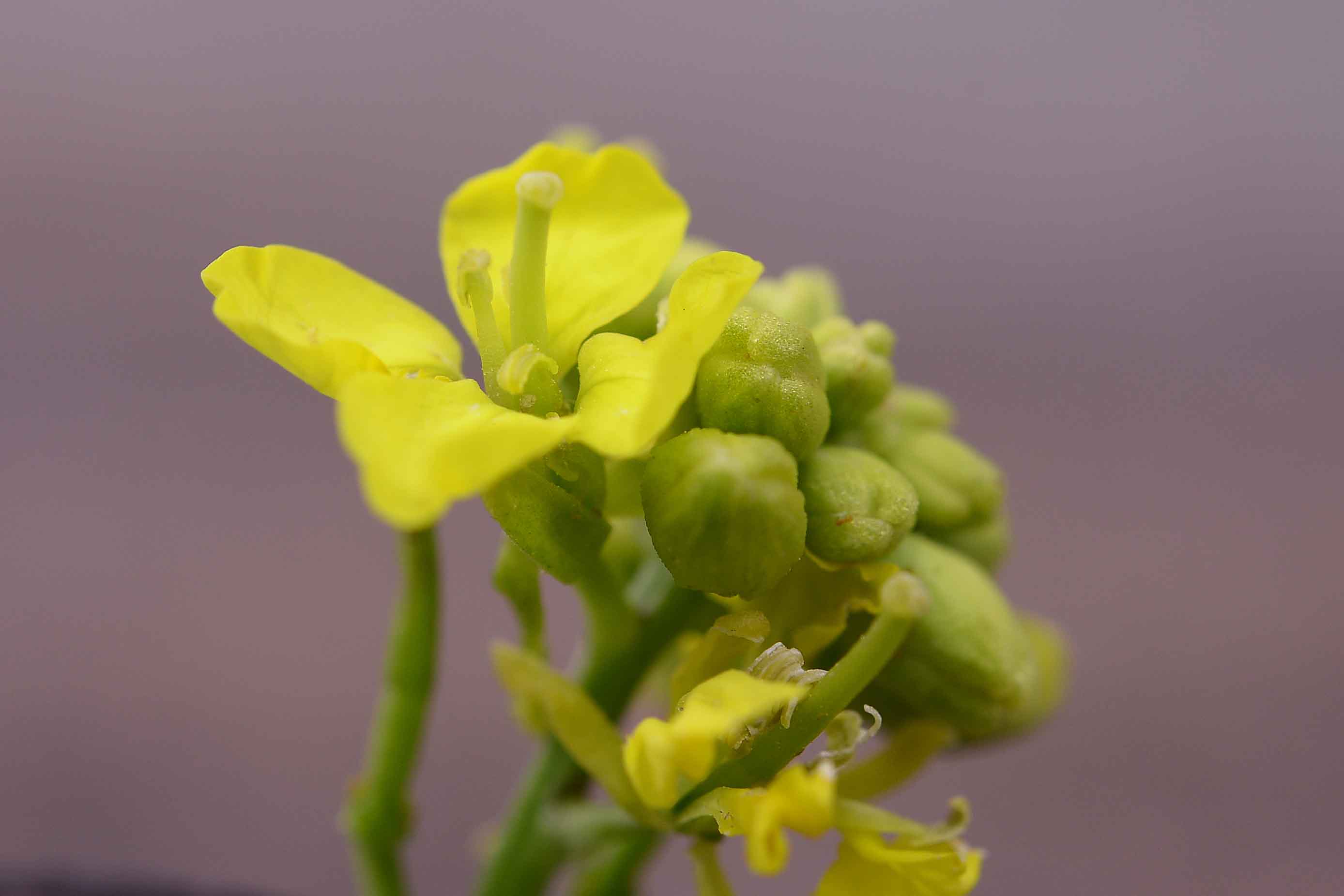 Brassicacea da det