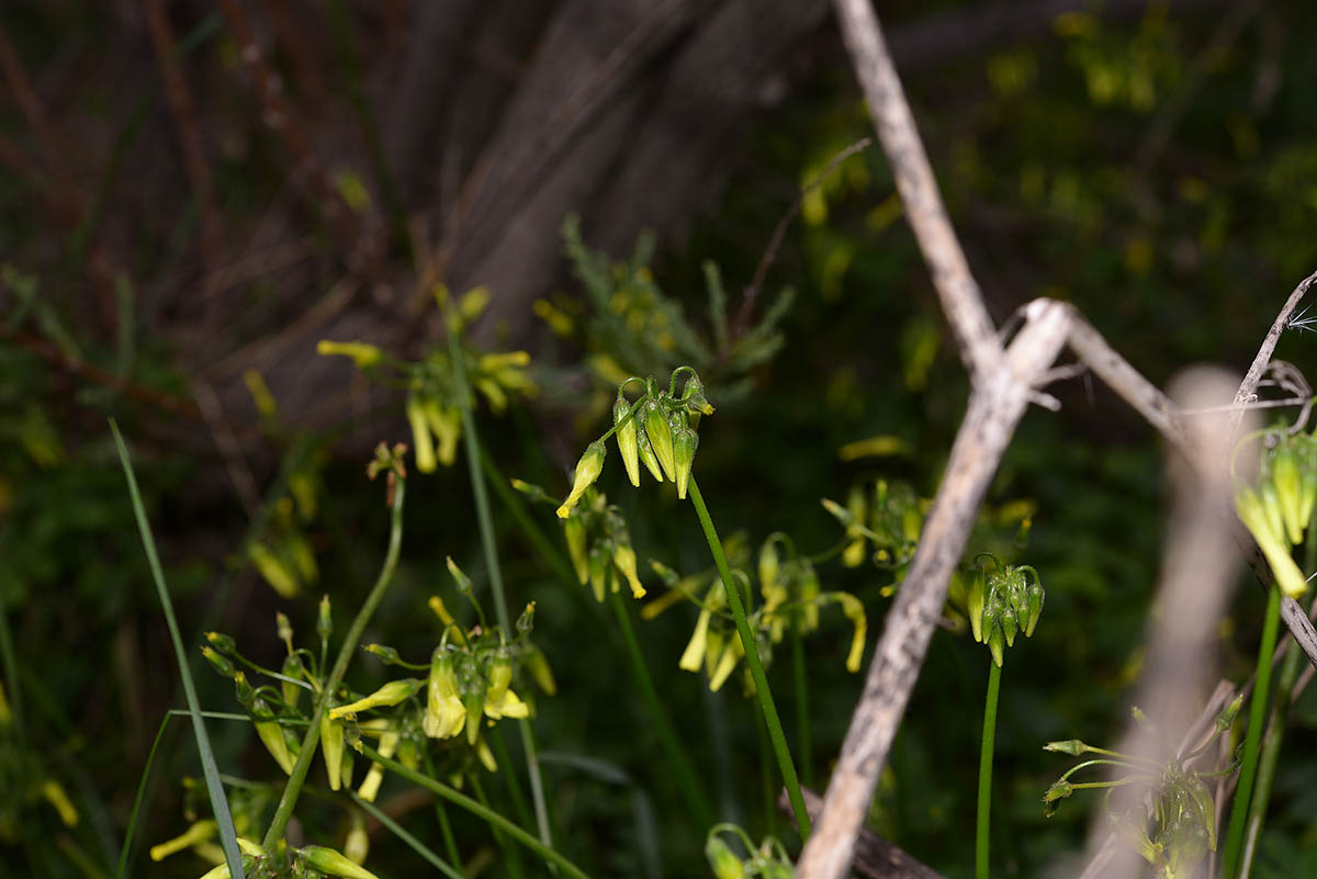 Oxalis pes-caprae (Oxalidaceae)