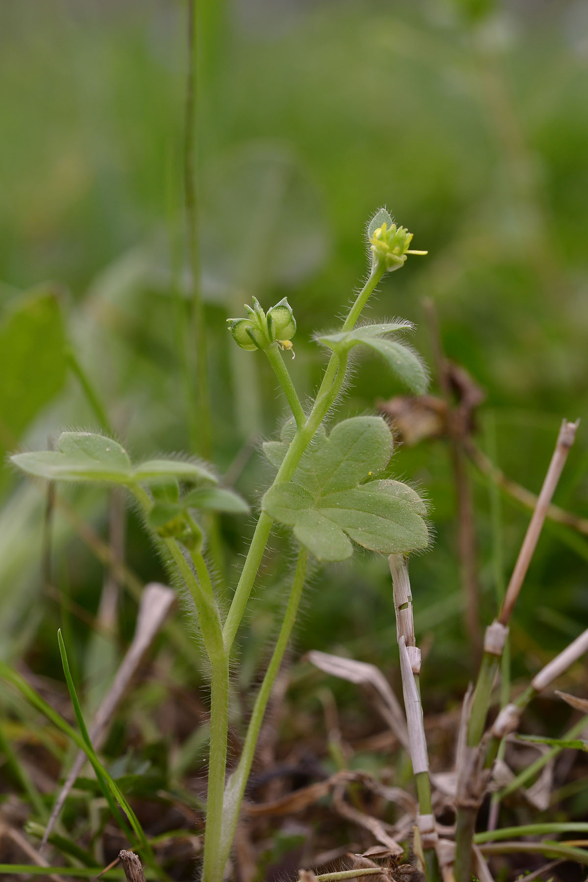 Ranunculus parviflorus / Ranuncolo pargoletto