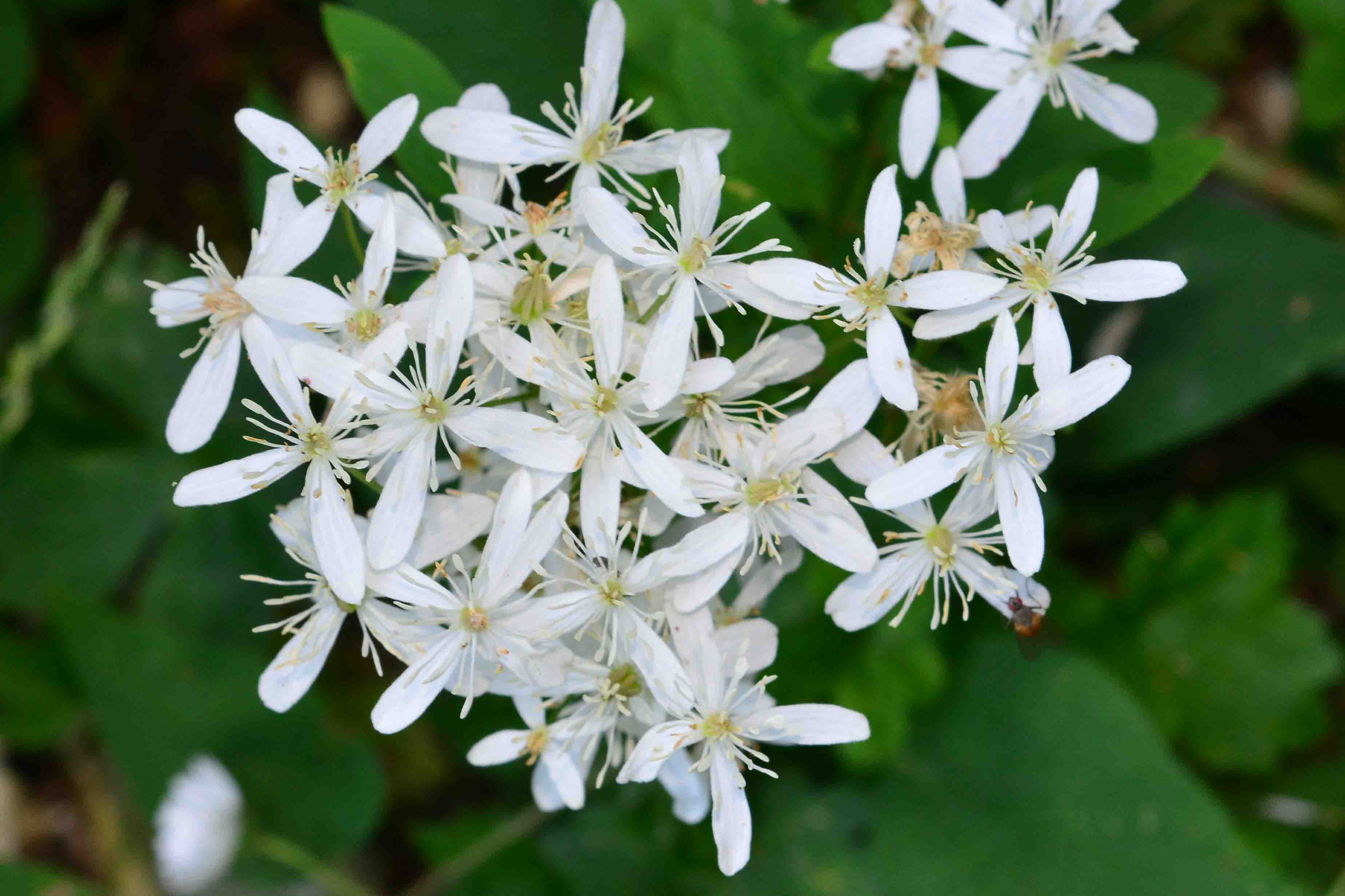 Clematis recta