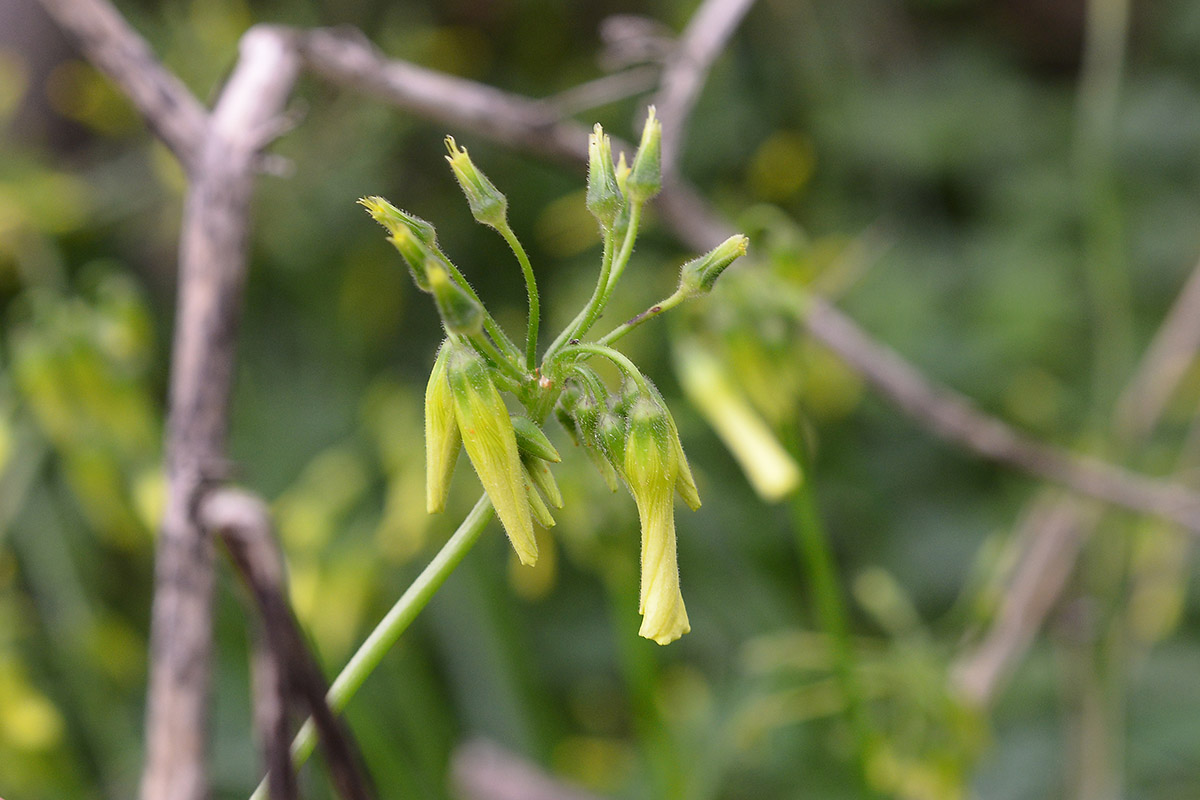 Oxalis pes-caprae (Oxalidaceae)