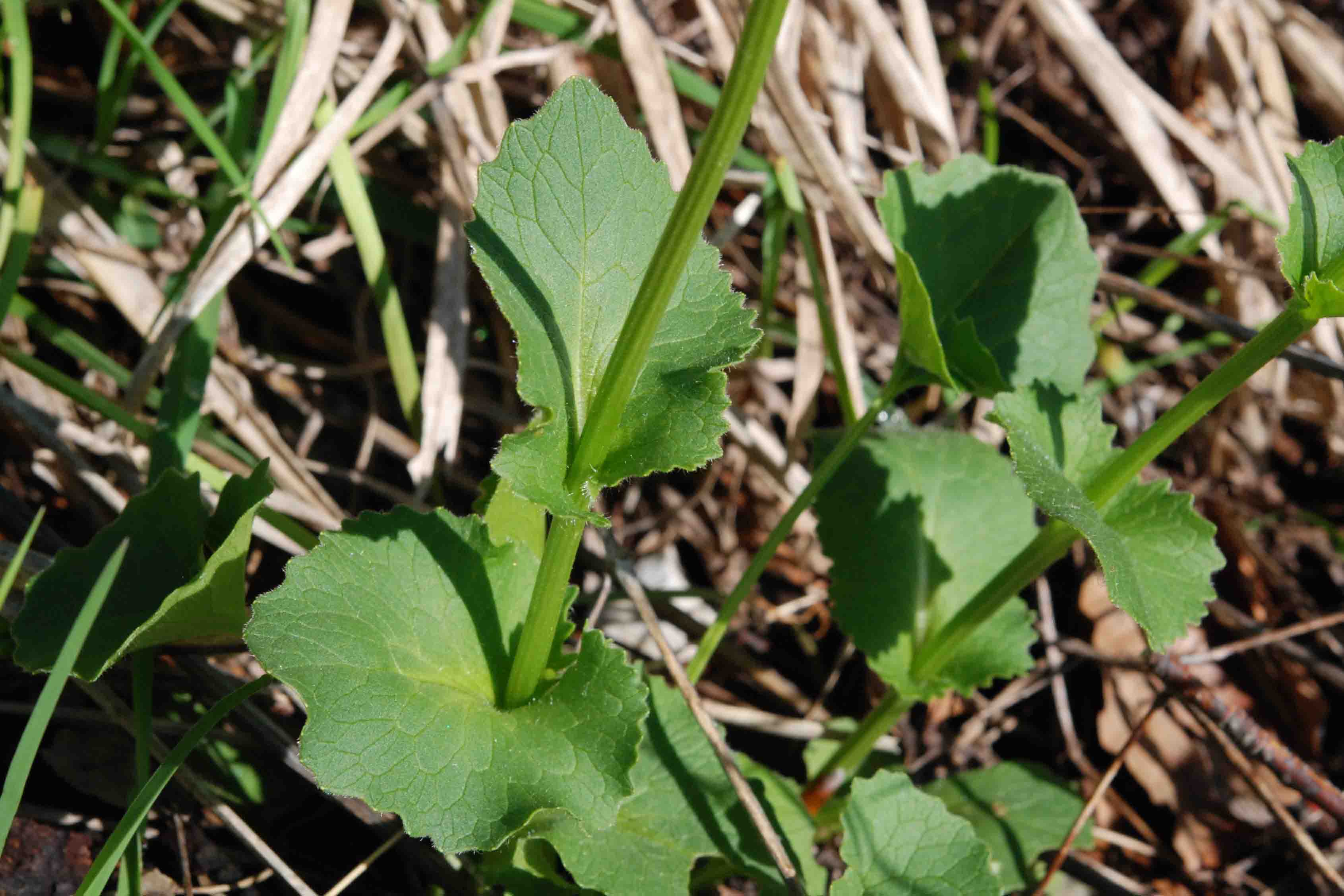 Doronicum columnae