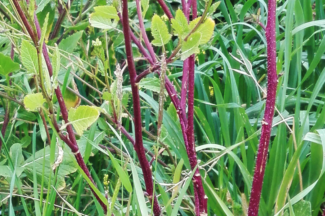 Brassicacea da det