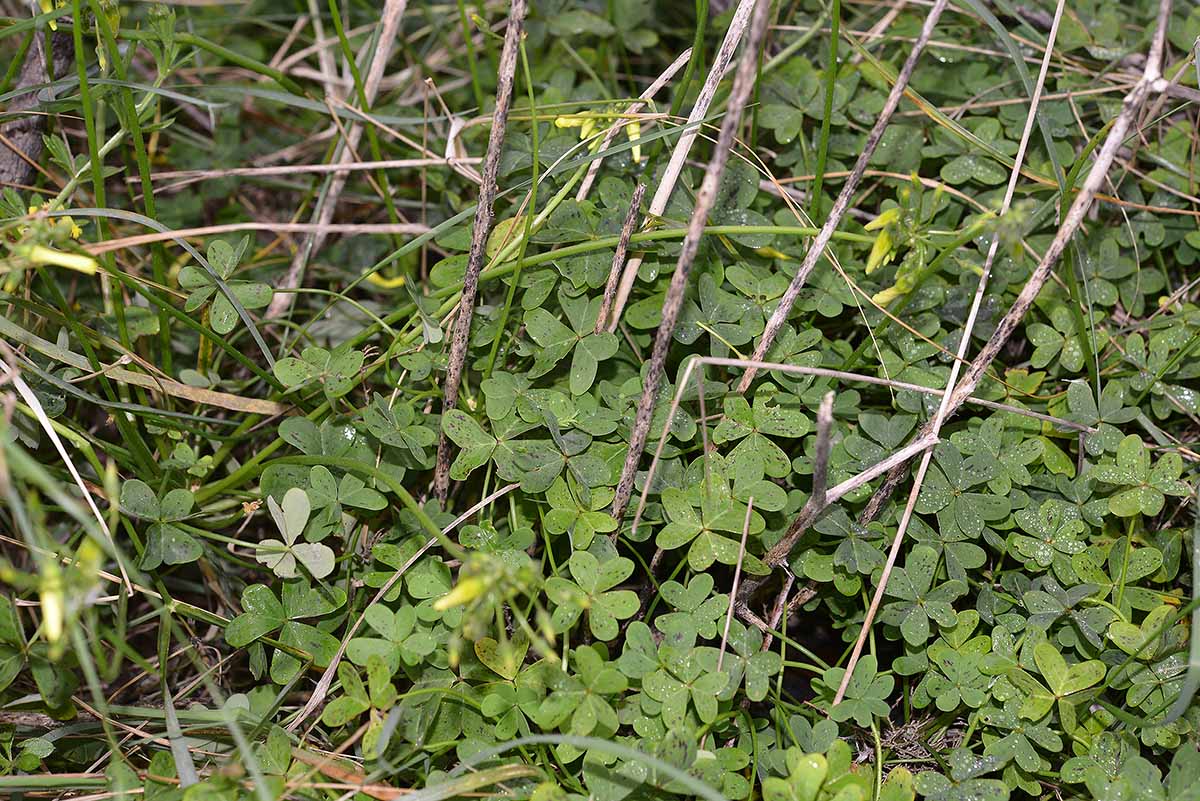 Oxalis pes-caprae (Oxalidaceae)