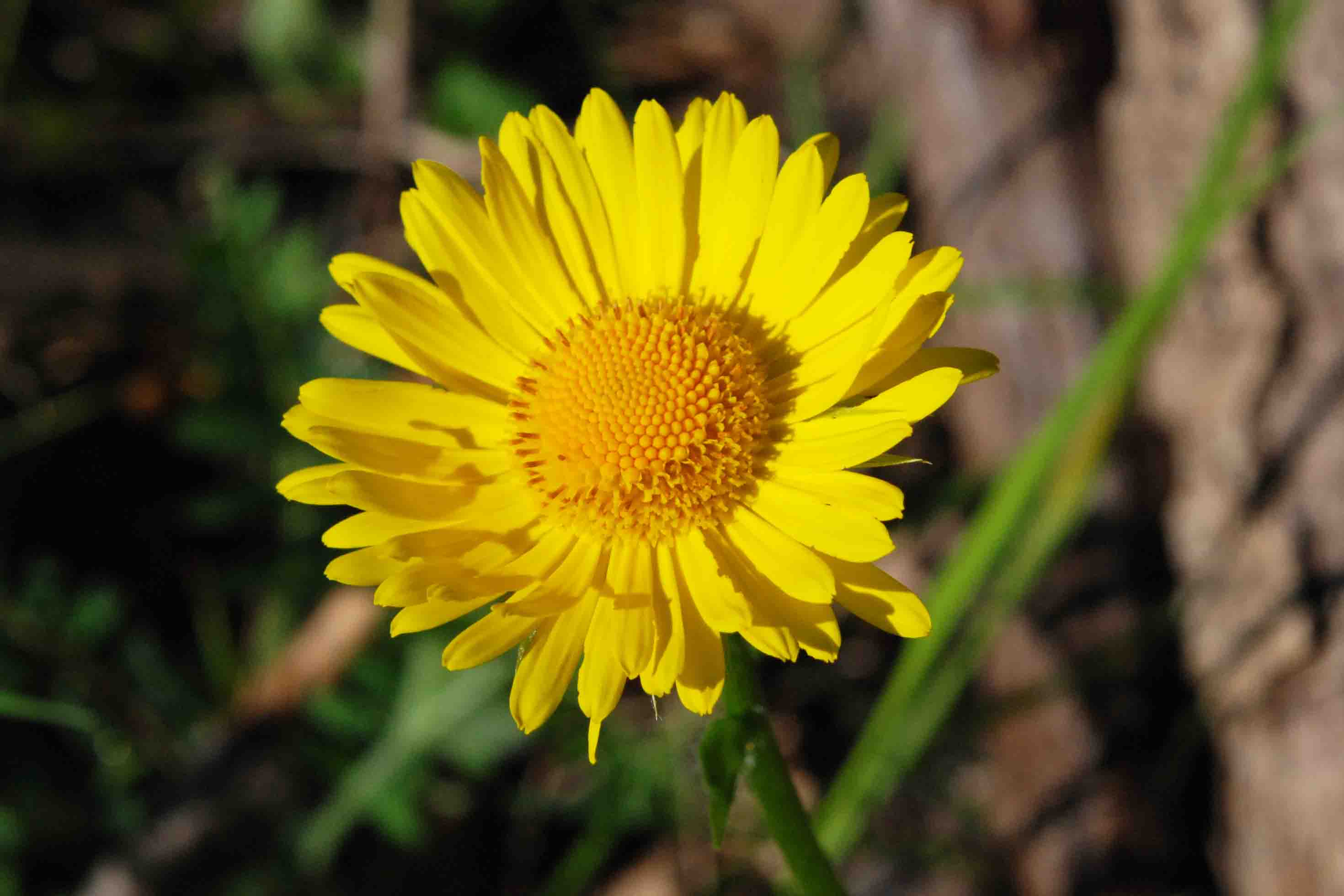 Doronicum columnae