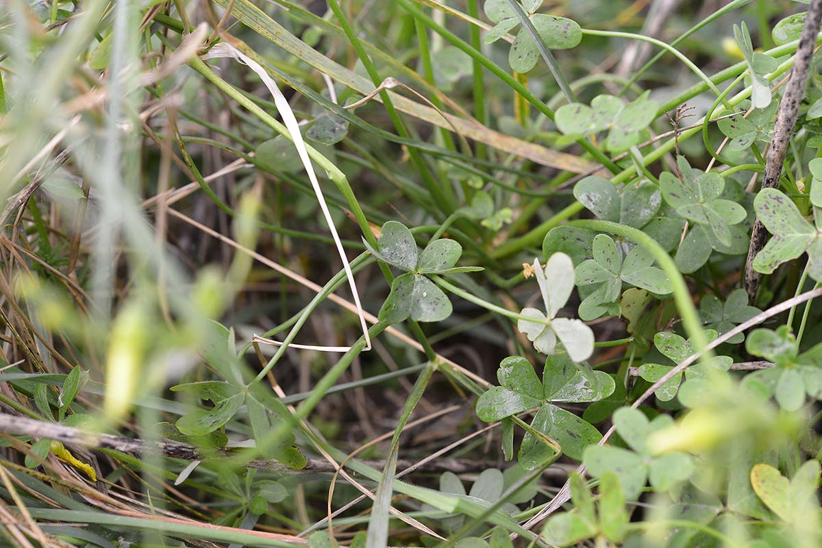 Oxalis pes-caprae (Oxalidaceae)