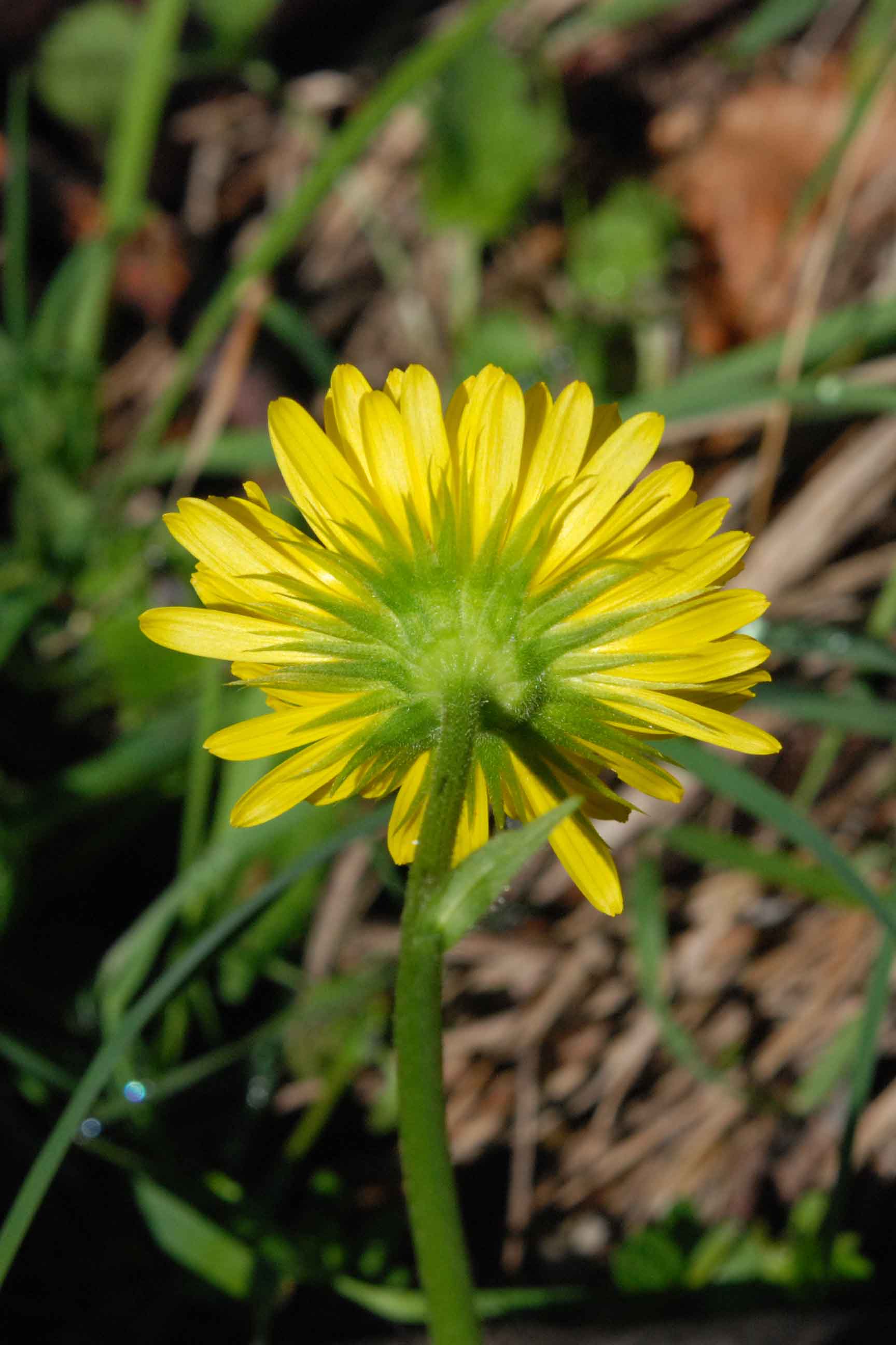 Doronicum columnae