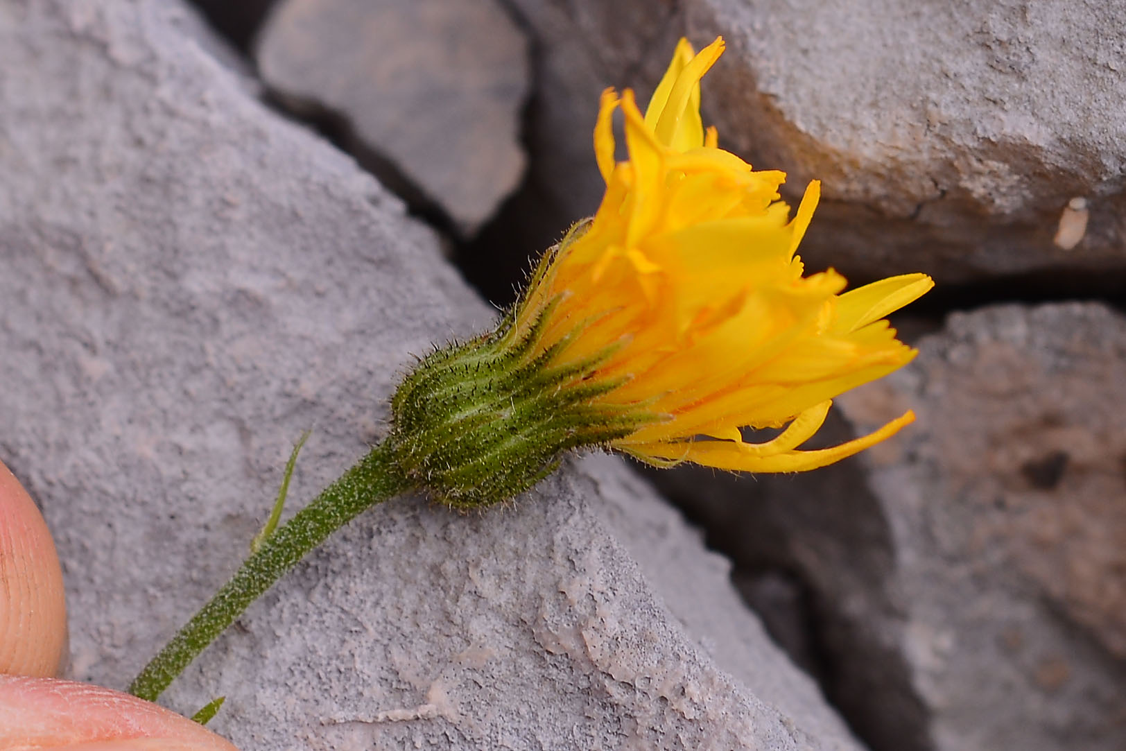 asteracea - Hieracium cfr. humile