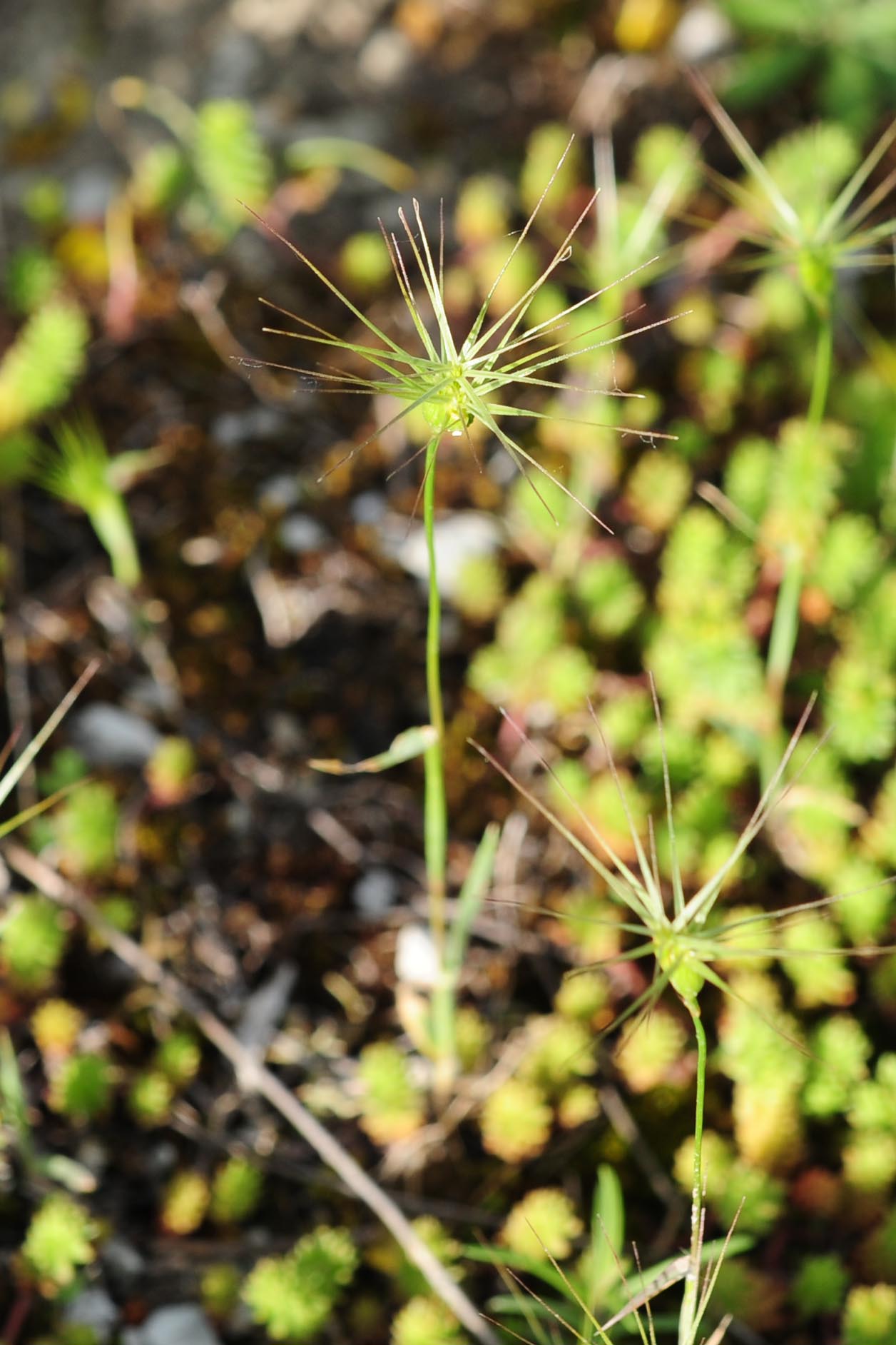 Triticum ovatum (=Aegilops geniculata) / Grano delle formiche