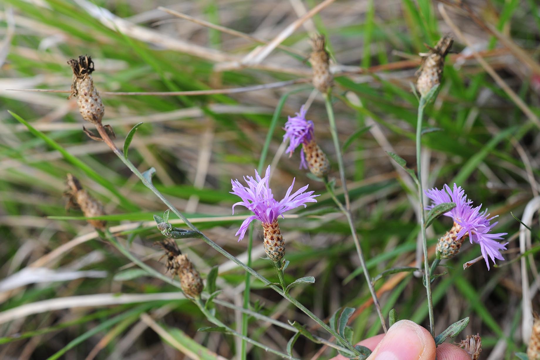 Centaurea cfr. nigrescens