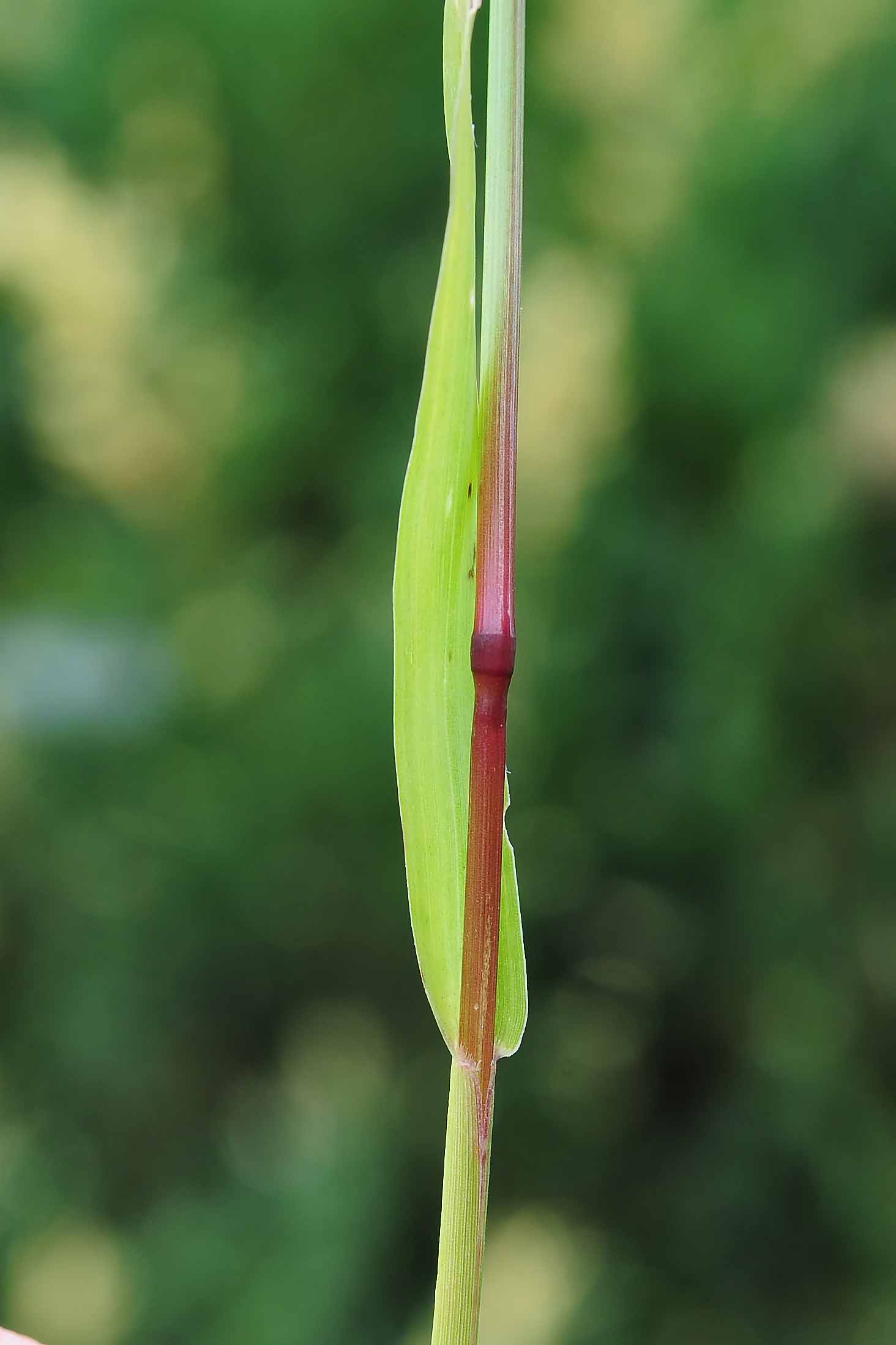 Setaria pumila / Pabbio rossastro