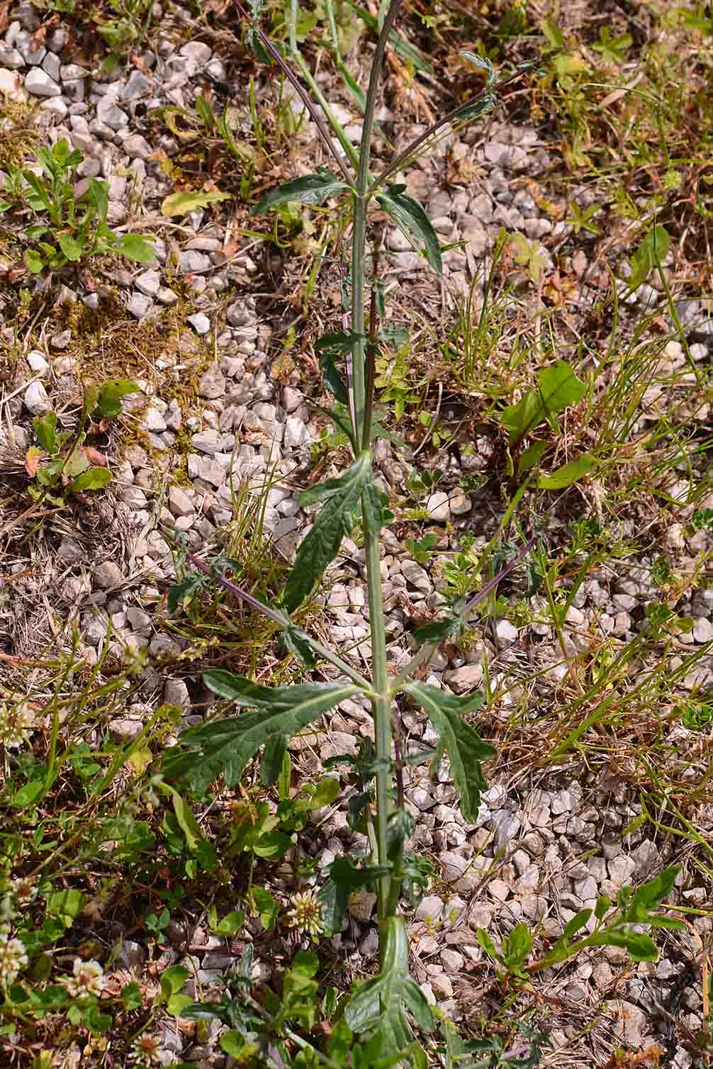 Verbena officinalis