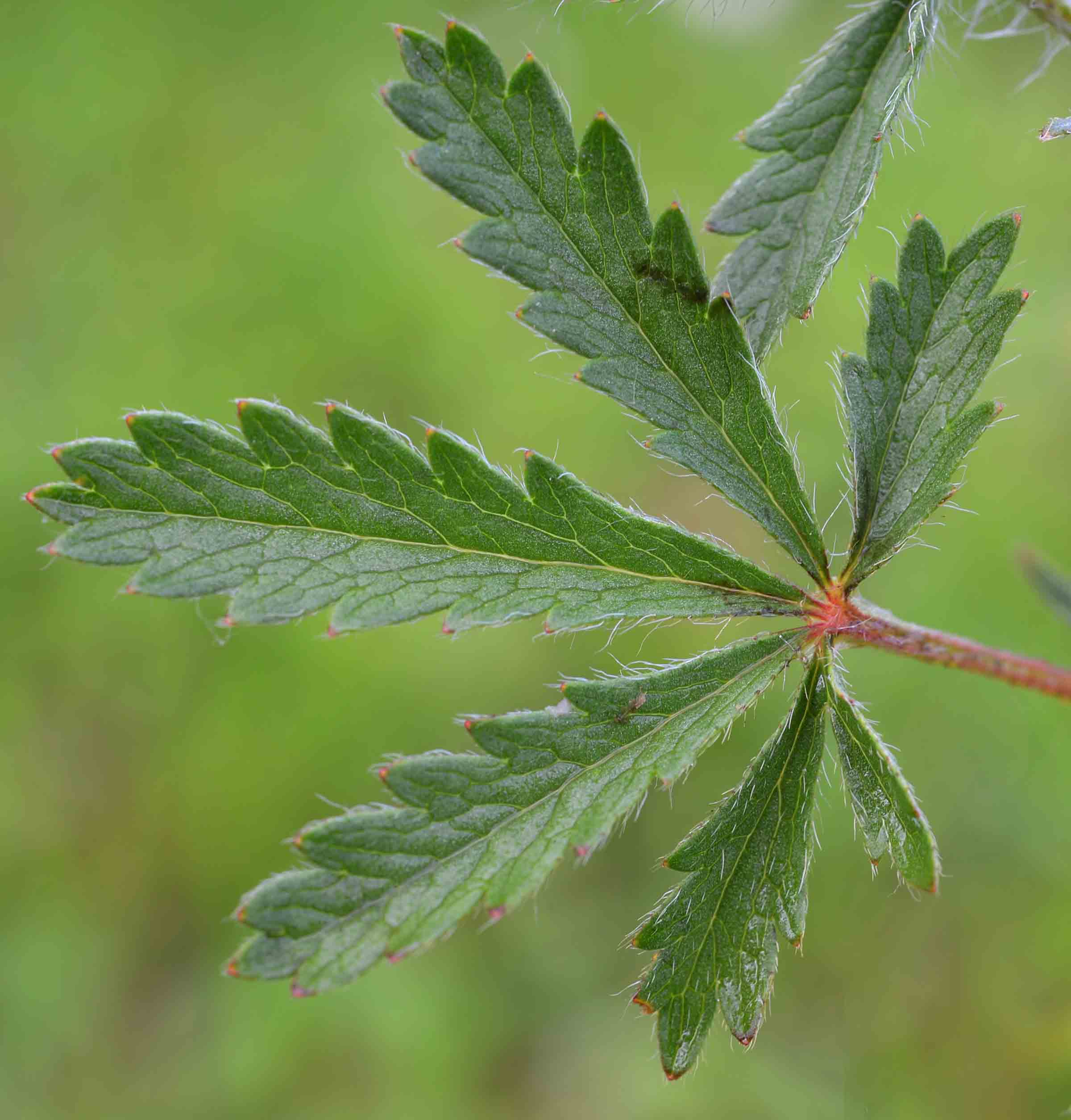 Potentilla pedata / Cinquefoglia pedata