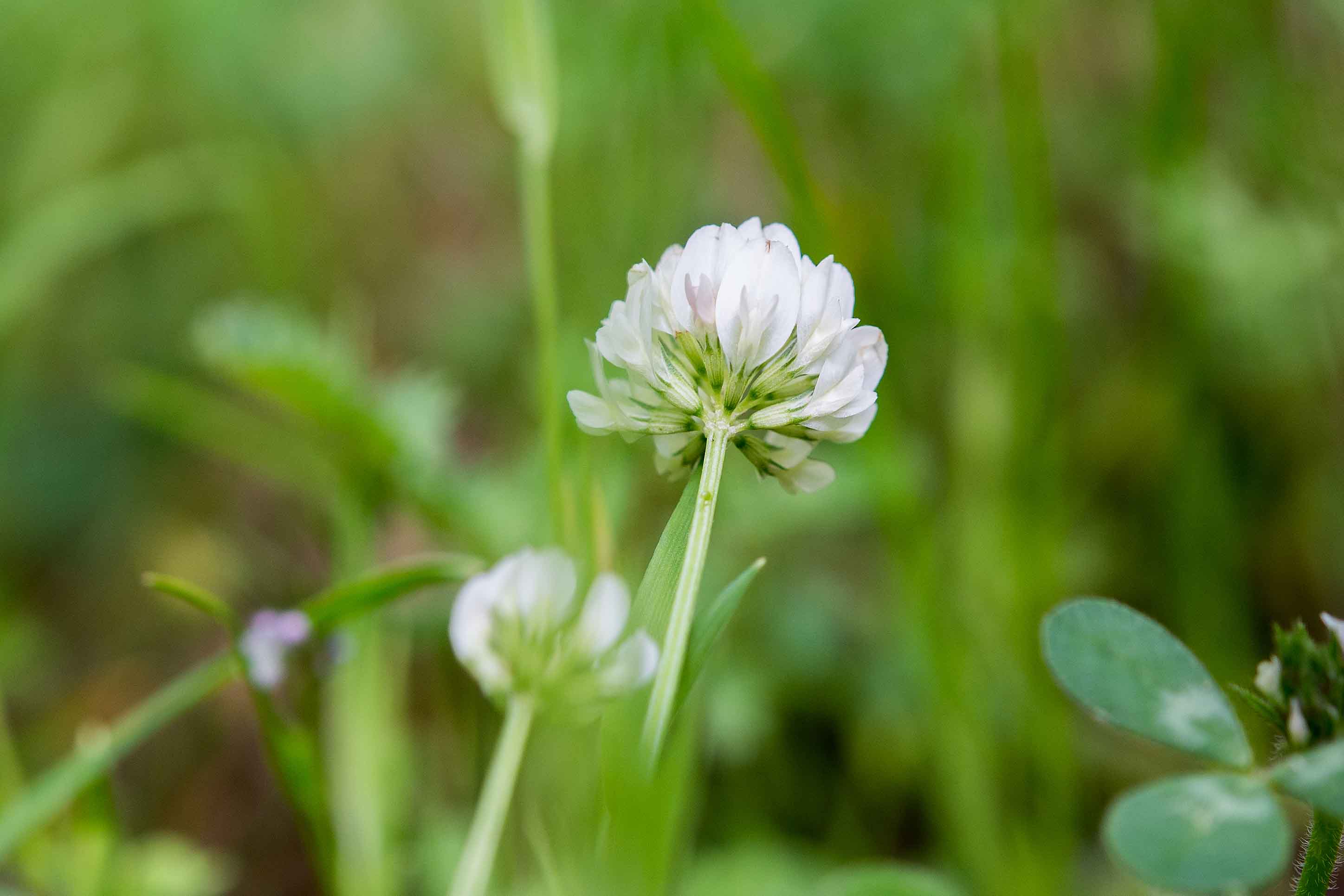 Trifolium nigrescens / Trifoglio annerente