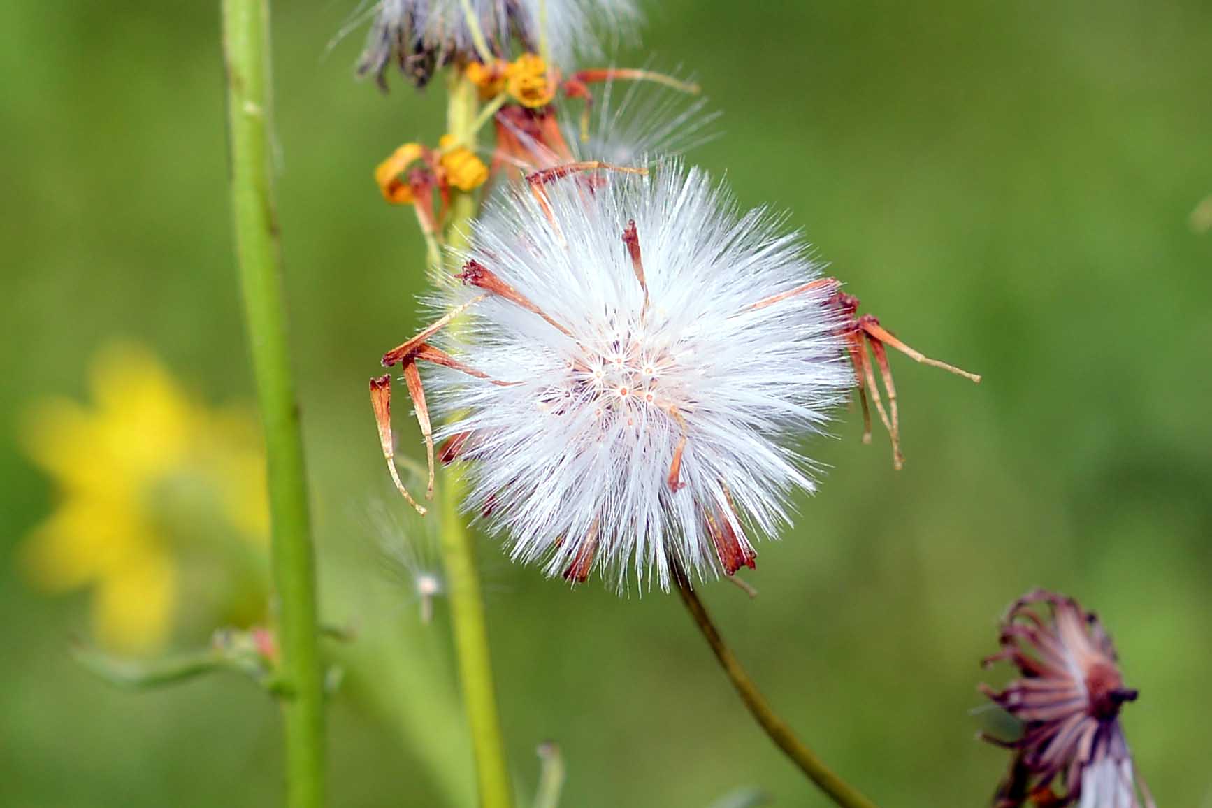 Senecio inaequidens / Senecione sudafricano