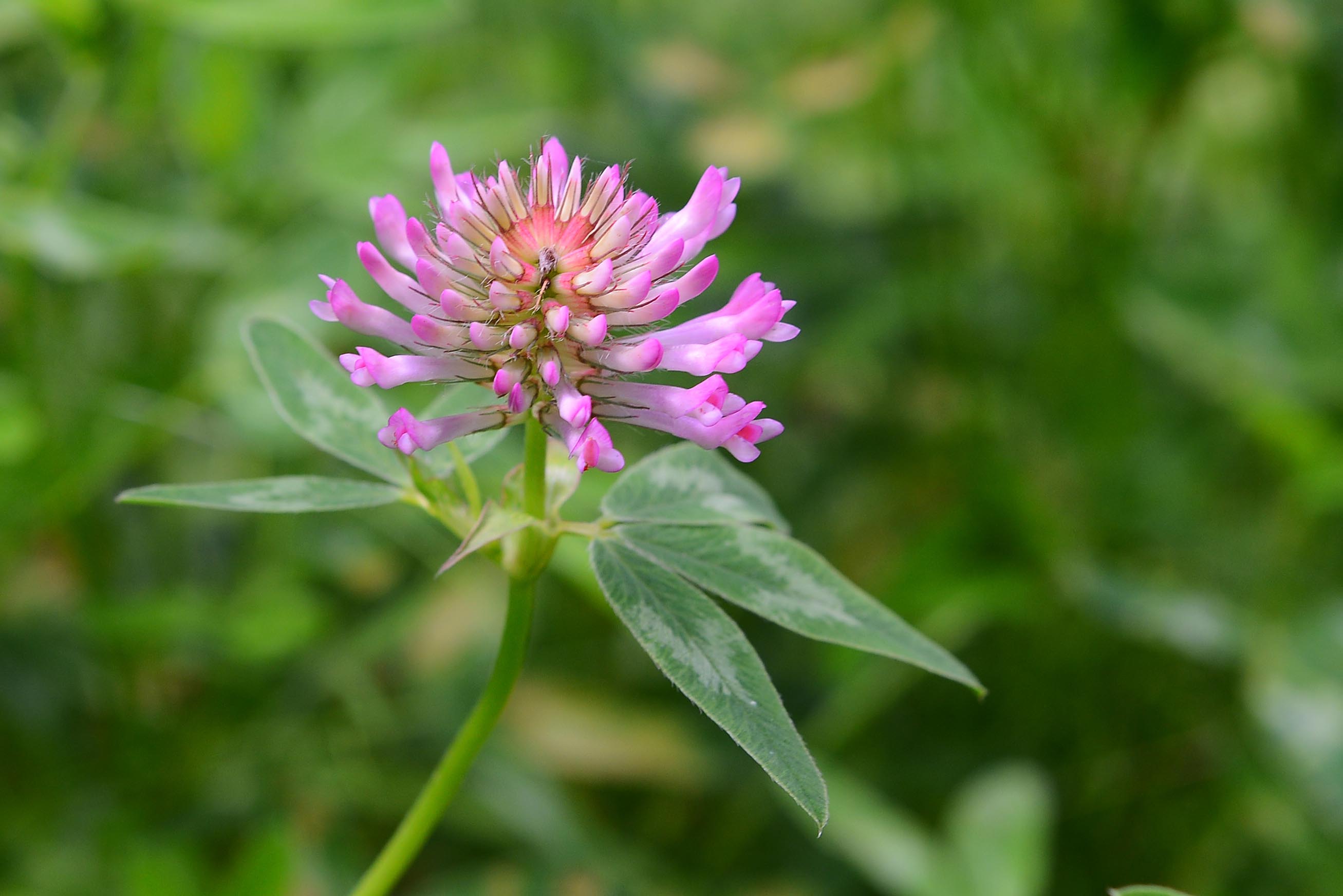 Trifolium medium / Trifoglio medio