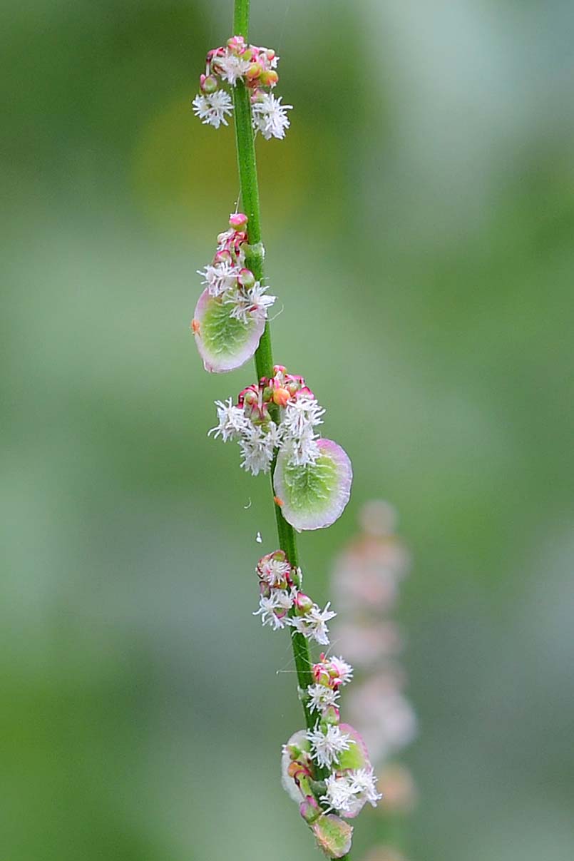 Rumex acetosa