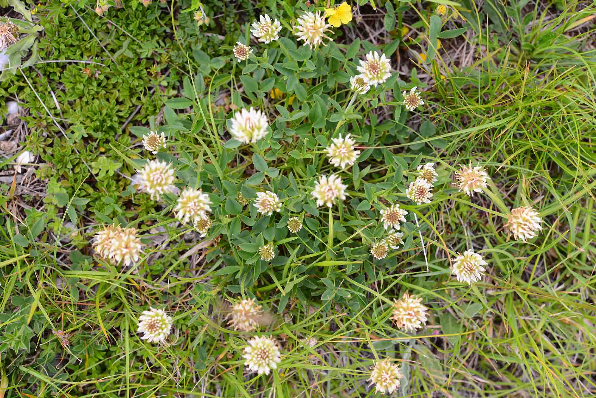 Trifolium montanum L. subsp. rupestre