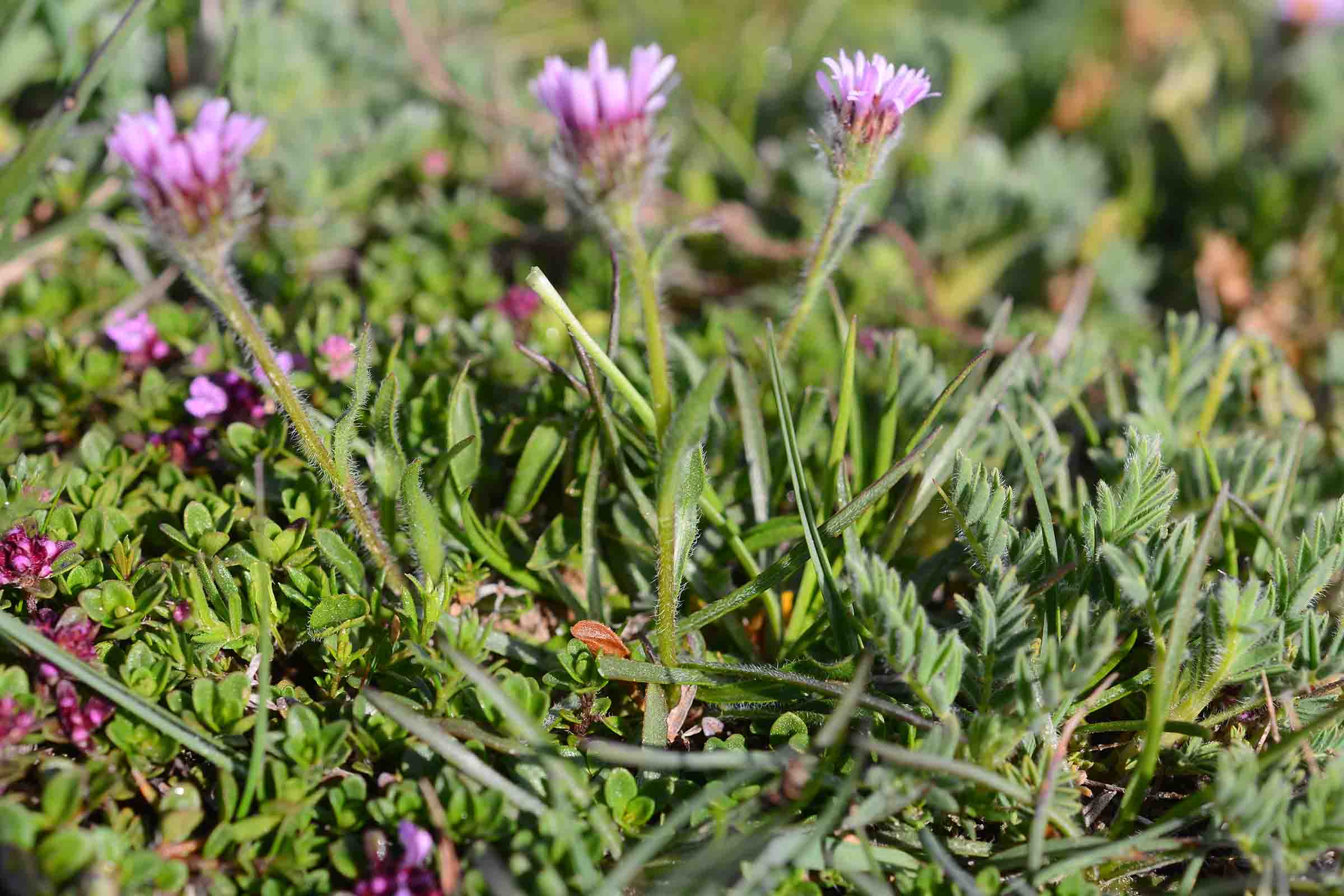 Erigeron sp.