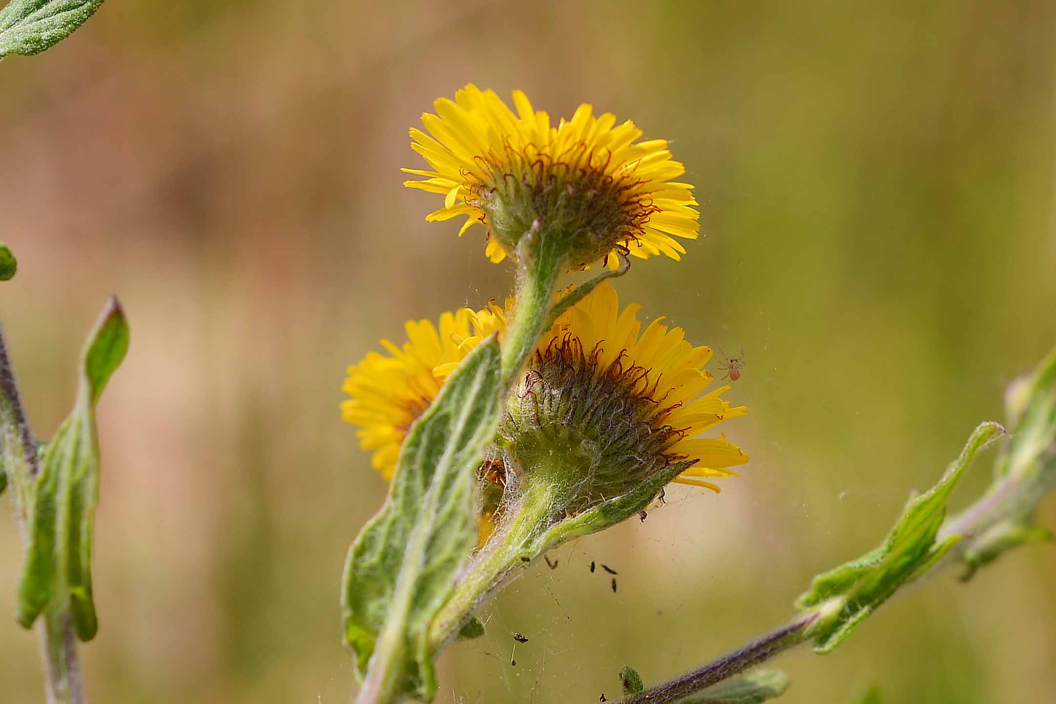 Pulicaria dysenterica / Incensaria comune