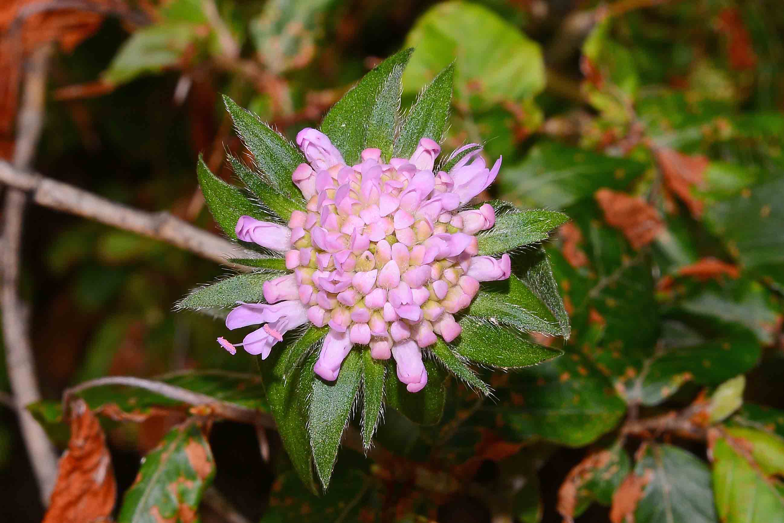 Knautia drymeia / Ambretta dei querceti