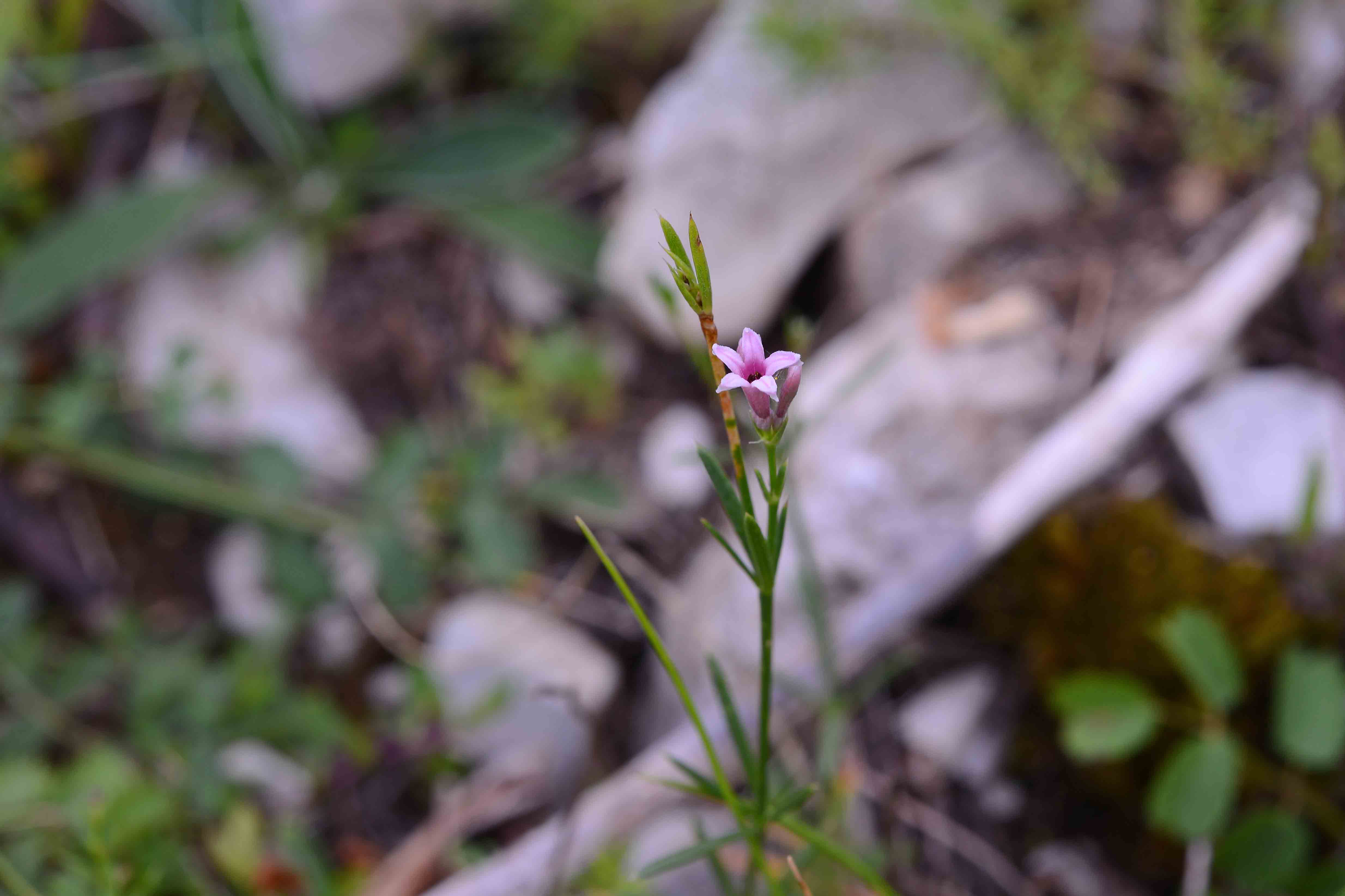 Asperula cynanchica anomala