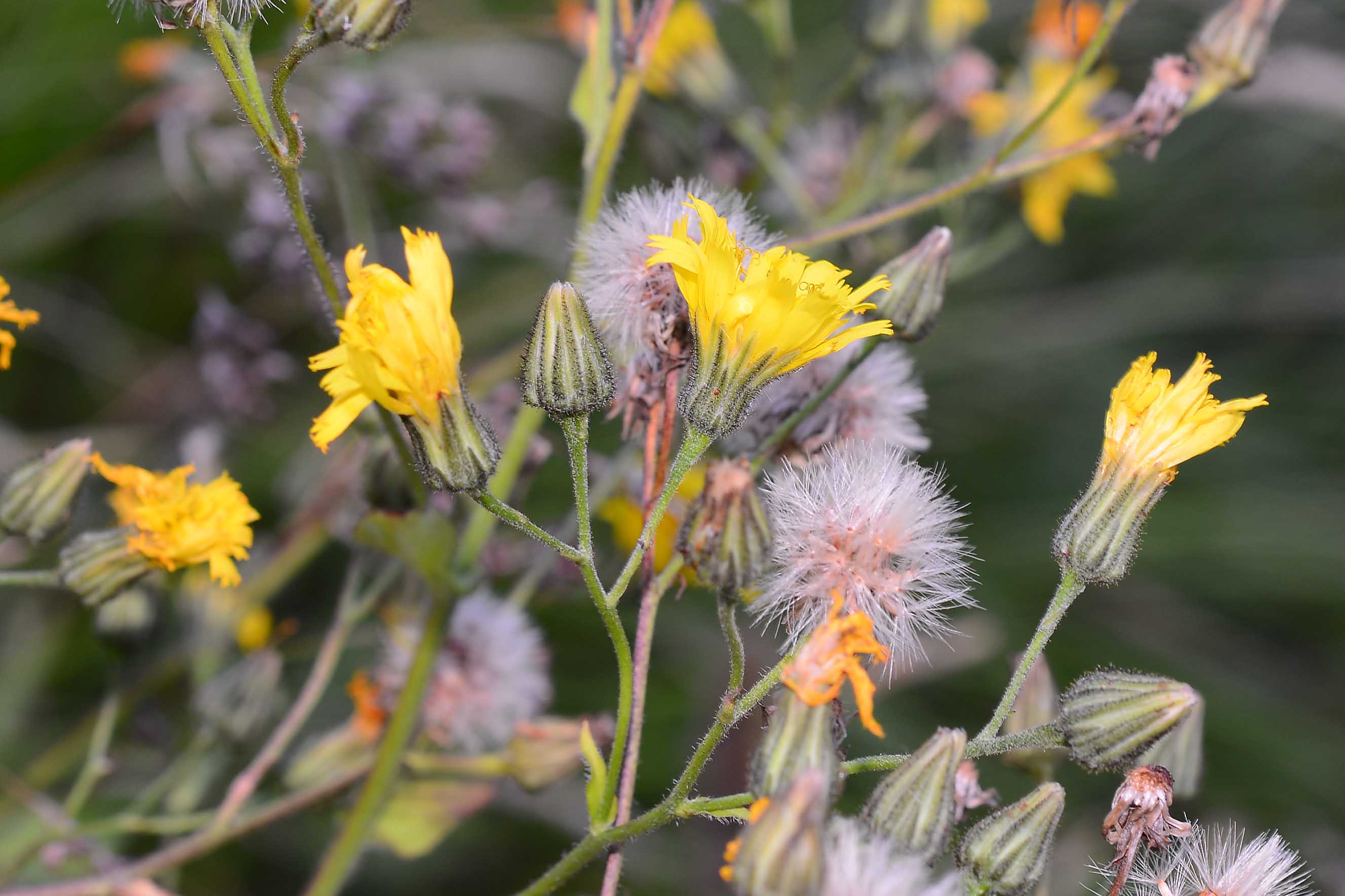 asteracea - Hieracium Sect. Amplexicaulia