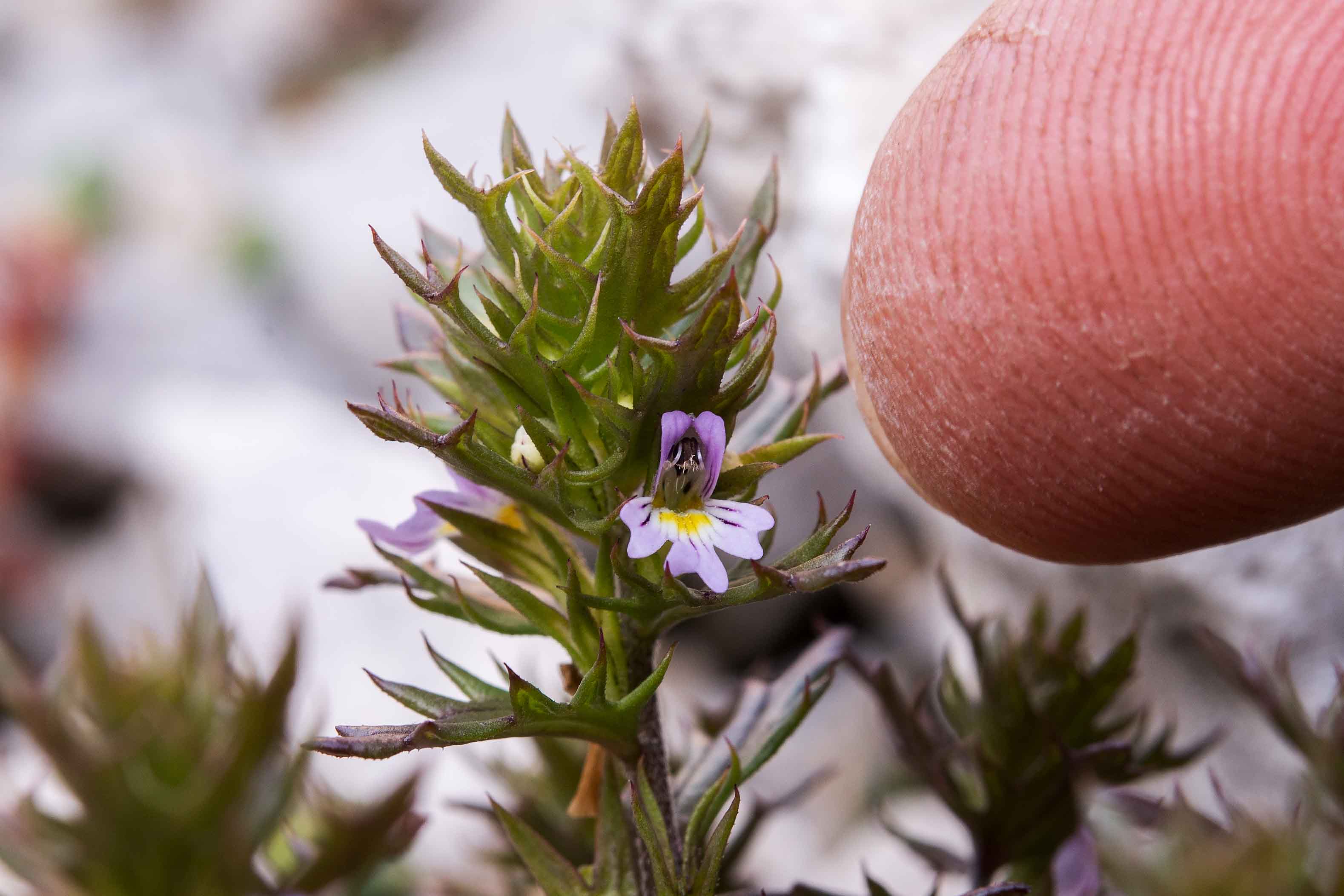 Euphrasia da det.