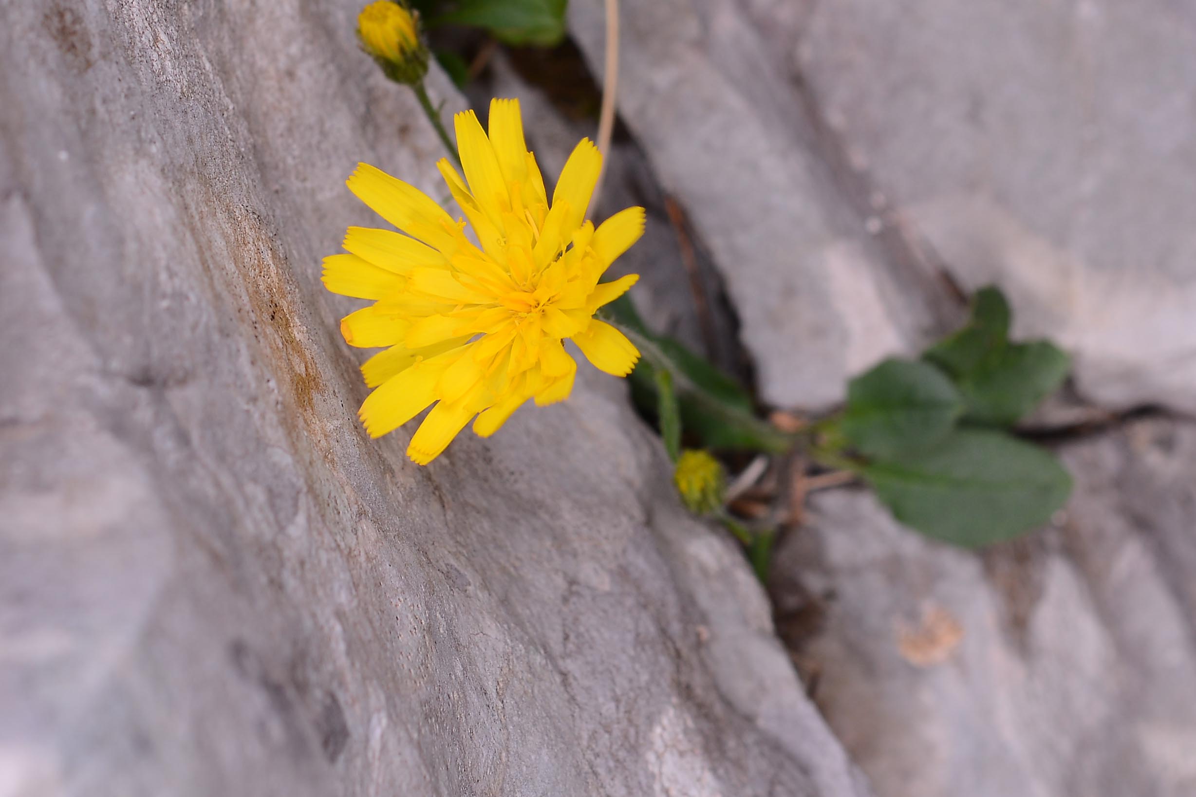 asteracea - Hieracium cfr. humile