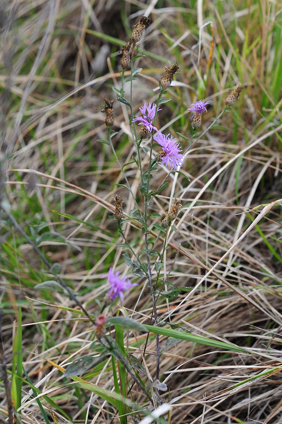 Centaurea cfr. nigrescens