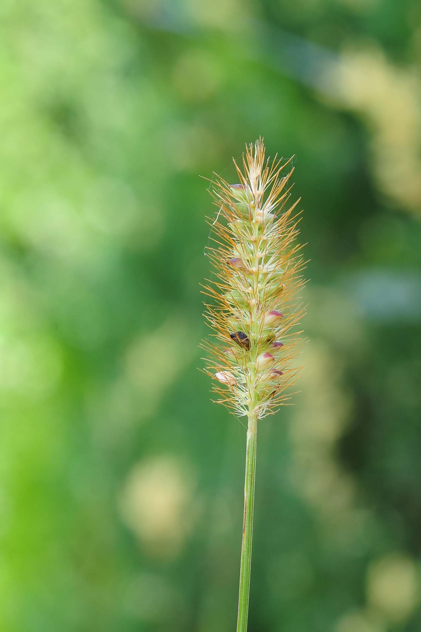 Setaria pumila / Pabbio rossastro