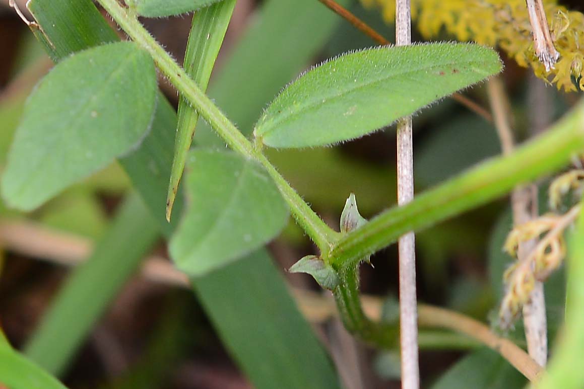 Fabacea da det