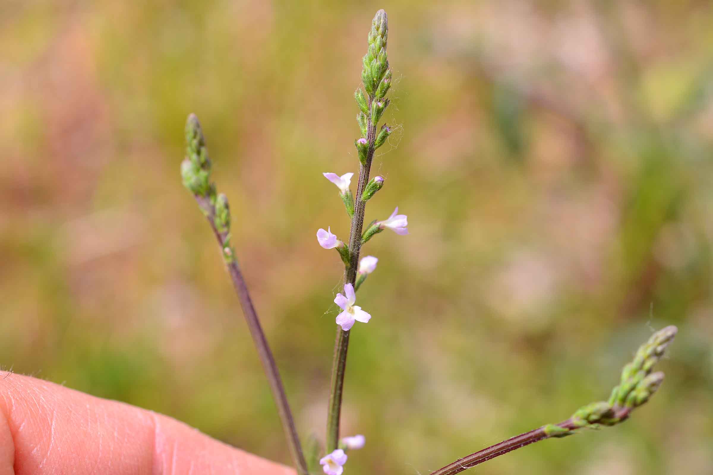 Verbena officinalis