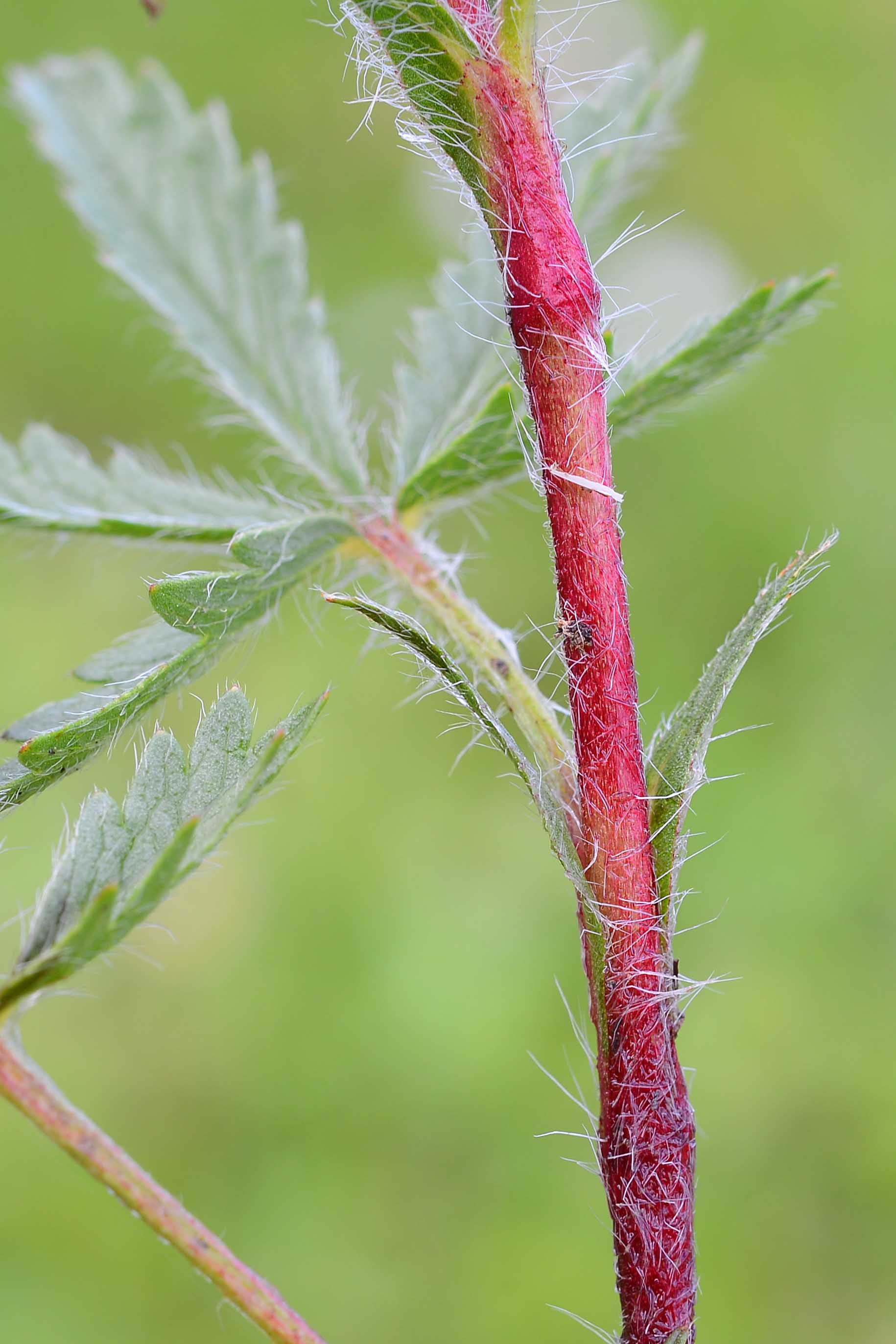 Potentilla pedata / Cinquefoglia pedata