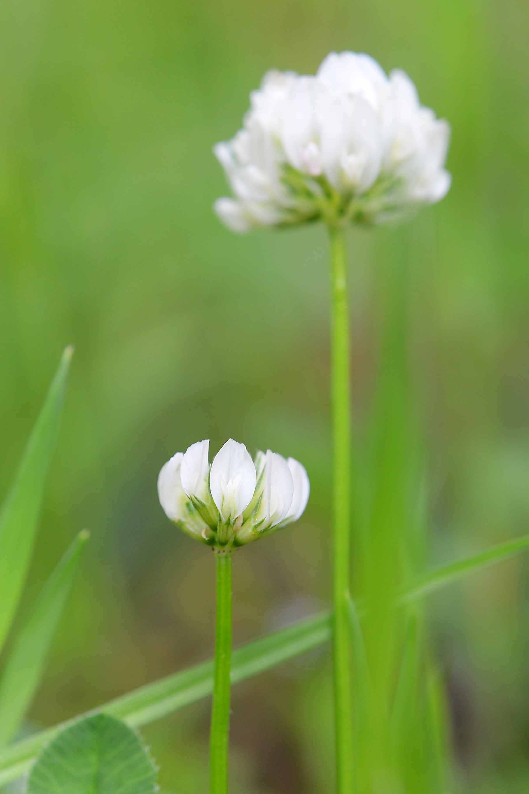 Trifolium nigrescens / Trifoglio annerente