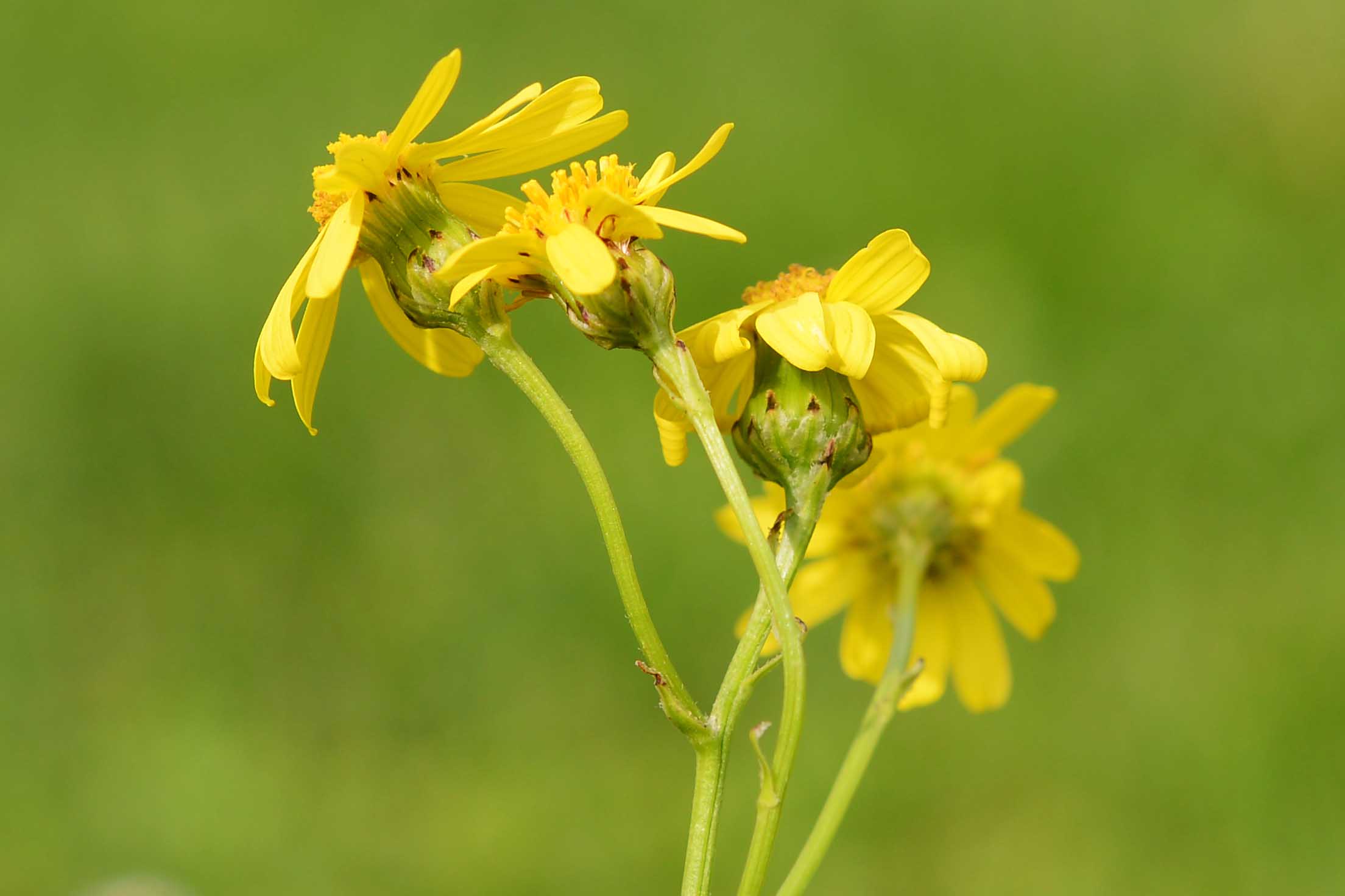 Senecio inaequidens / Senecione sudafricano