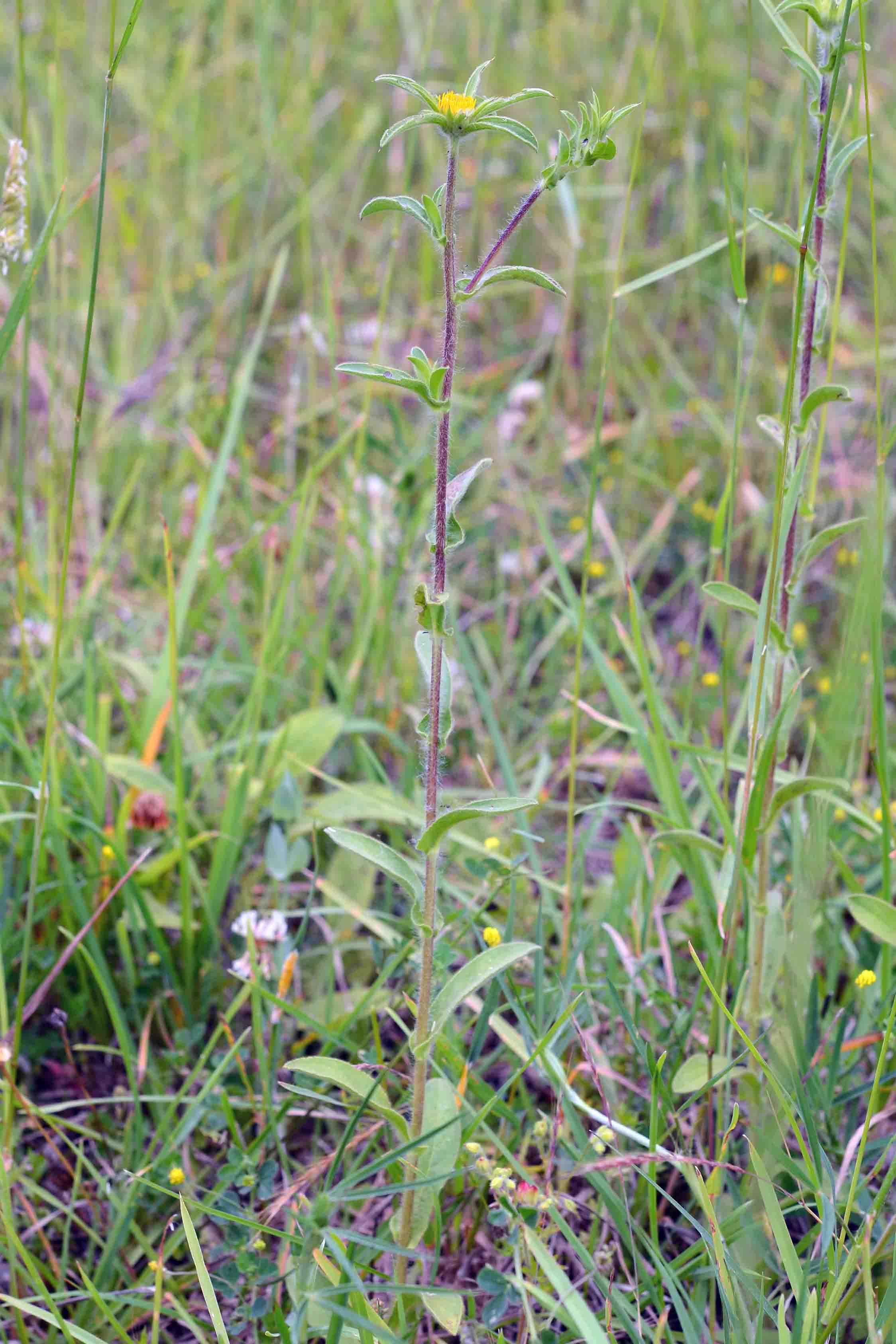 Asteracea - Pallenis spinosa