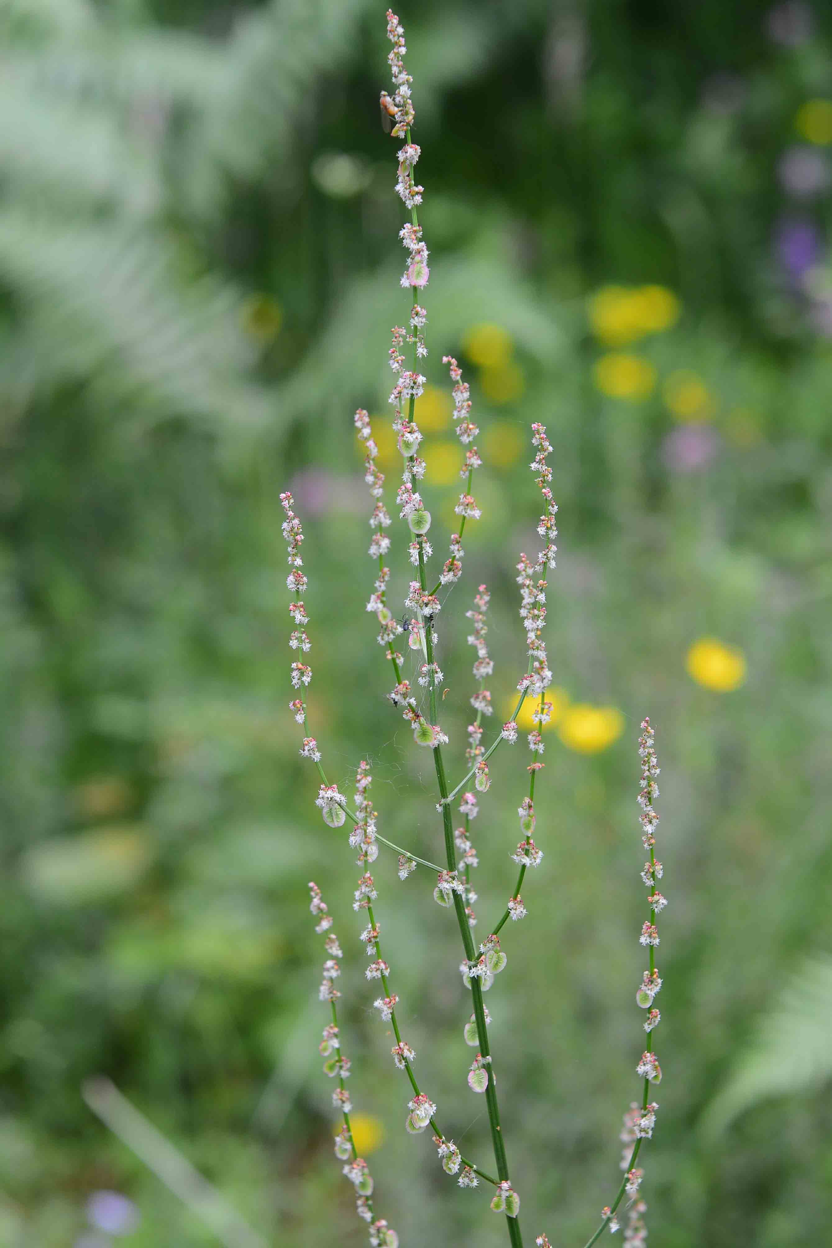 Rumex acetosa