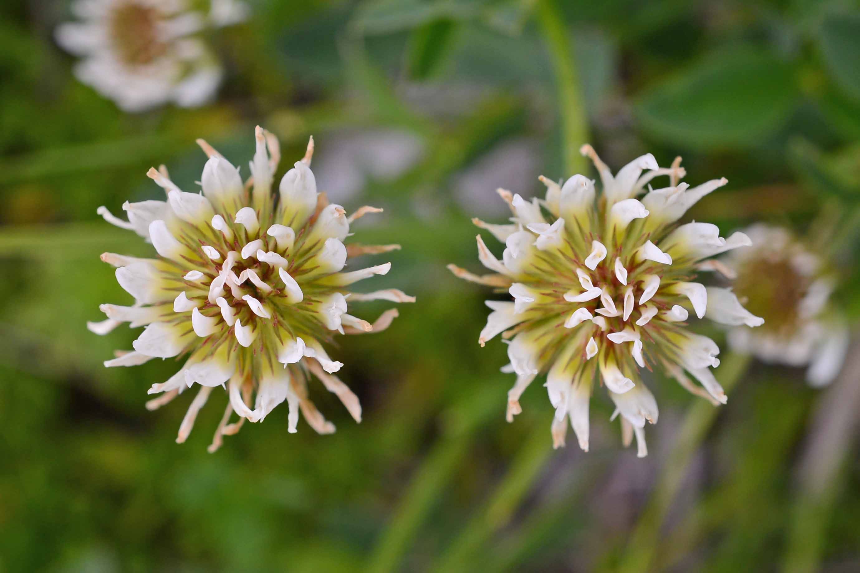 Trifolium montanum L. subsp. rupestre