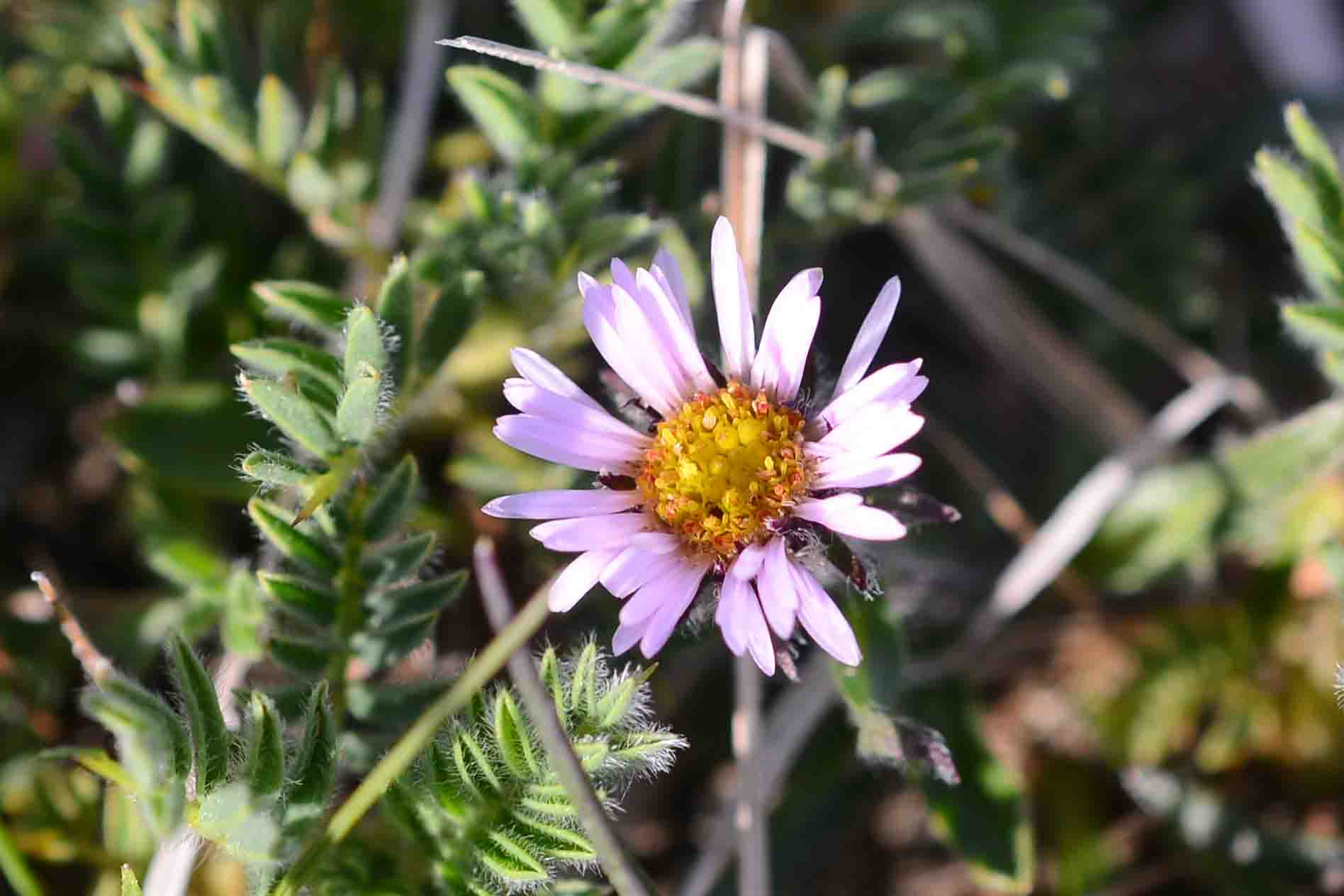 Erigeron sp.