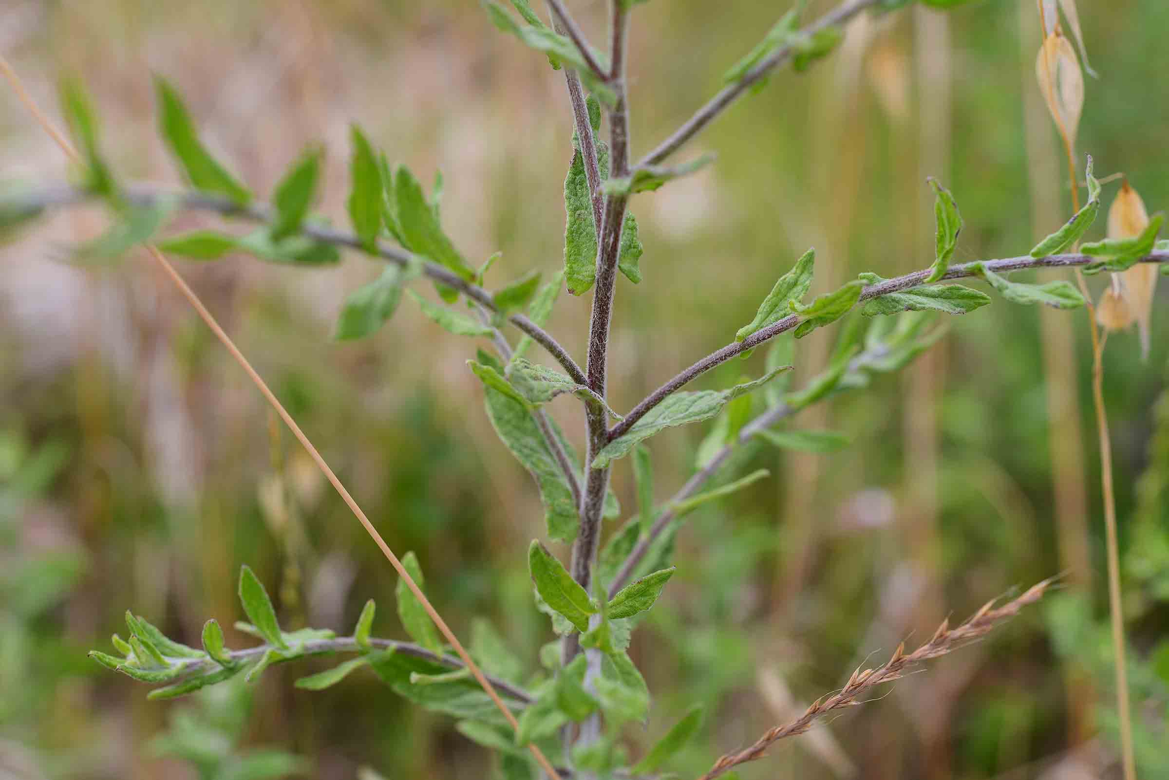 Pulicaria dysenterica / Incensaria comune